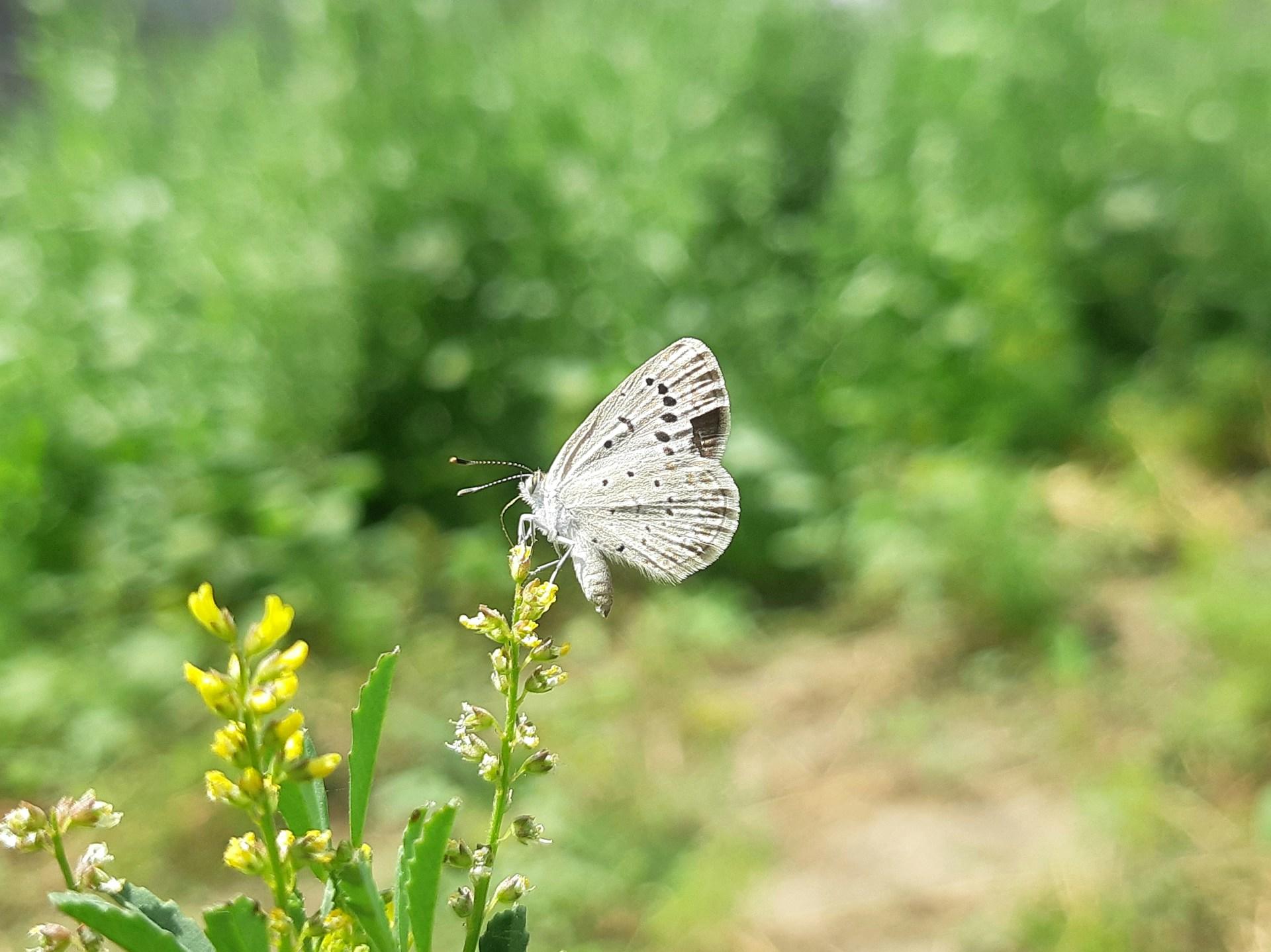 white butterfly sitting atop a flower in an outdoor setting