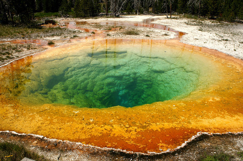 Mixotrophic bacteria live in sulphur vents