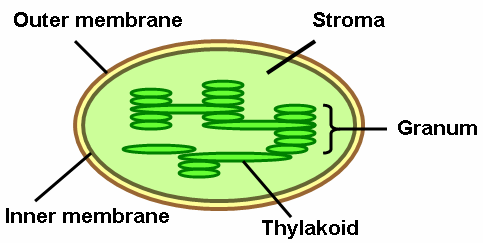 Grana of thylakoids with intergranal discs