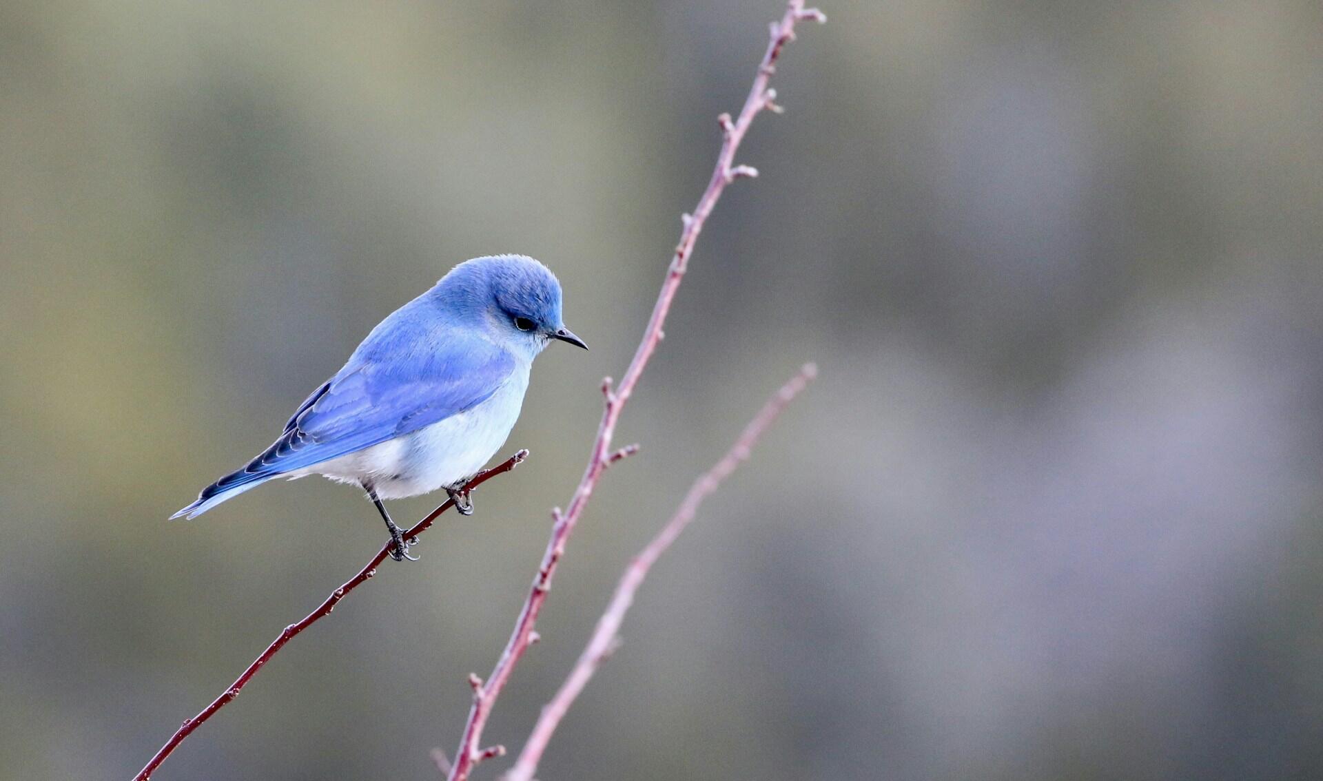 bluebird sitting on a tree branch