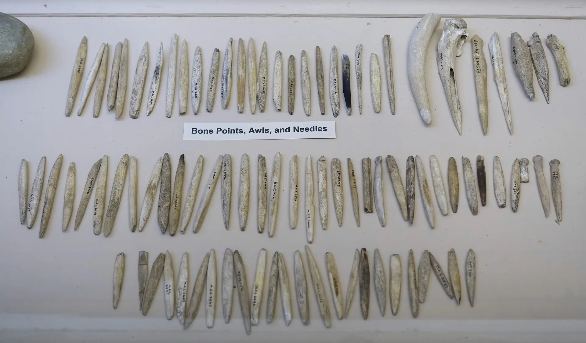 a collection of ancient bone needles