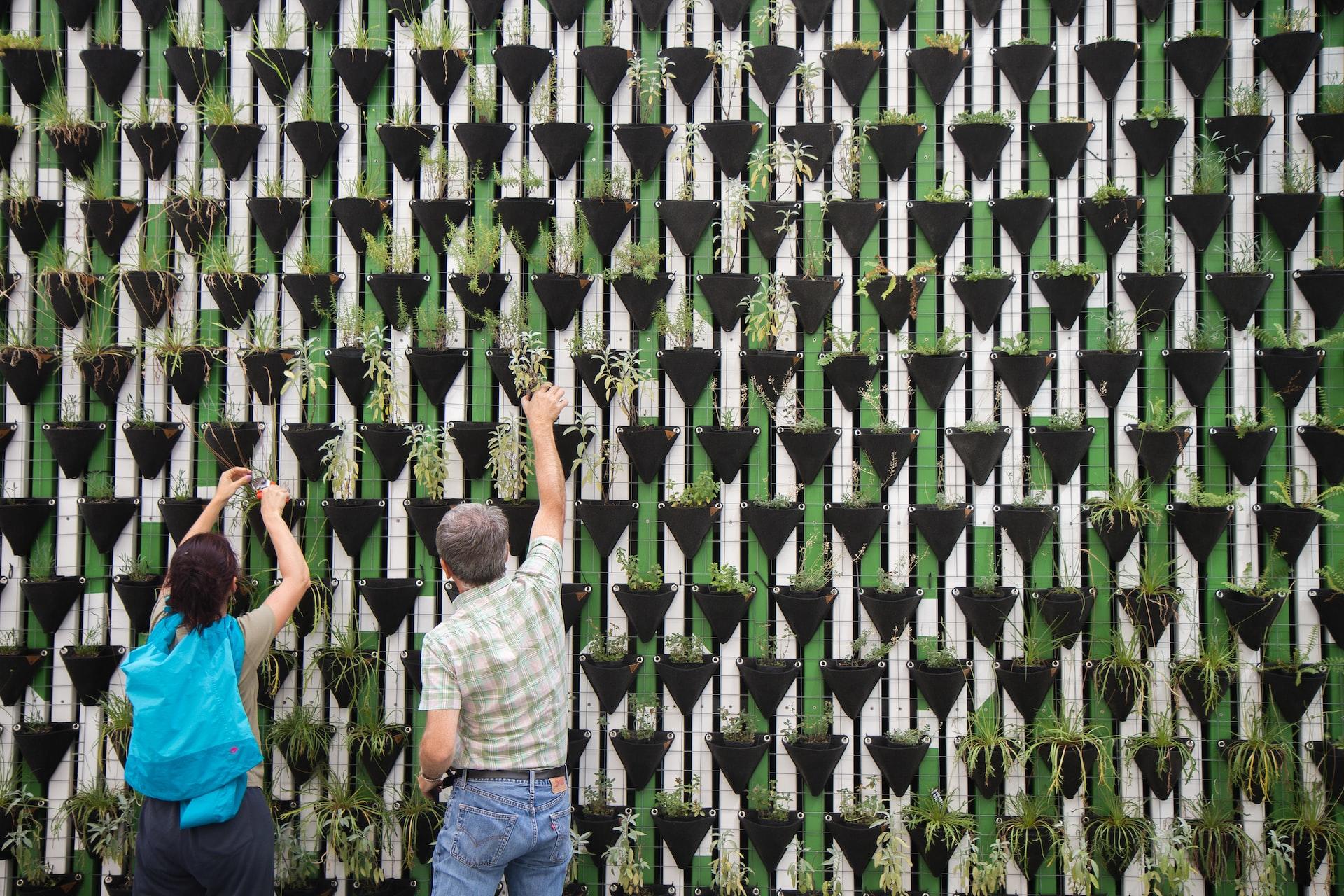 Two people reaching up to tend crops on a vertical farm