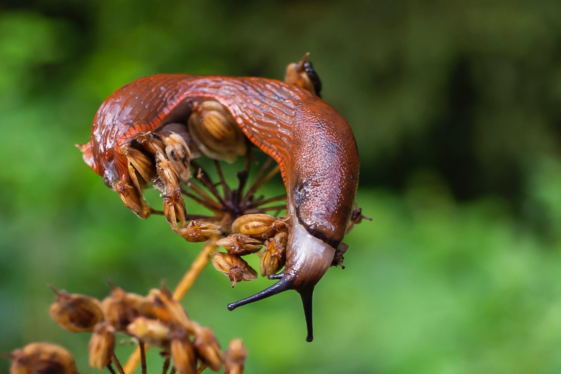 A brown mollusc draped over a twig against a green garden background