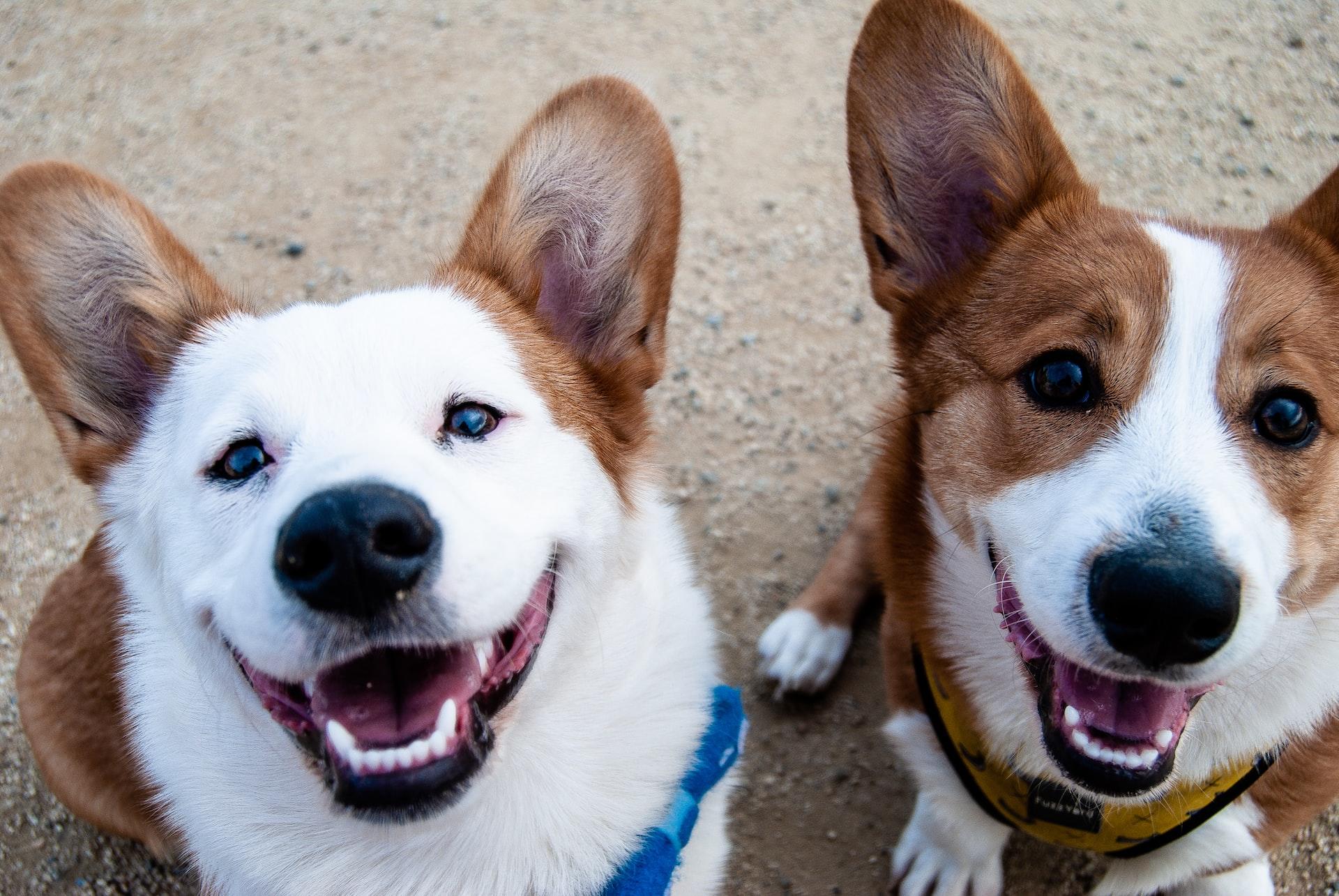 Two brown and white corgis sitting on pavement, appearing to smile