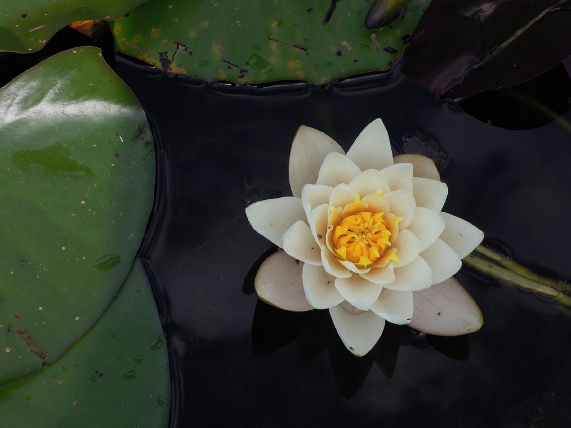 A flower next to green leaves in water. 