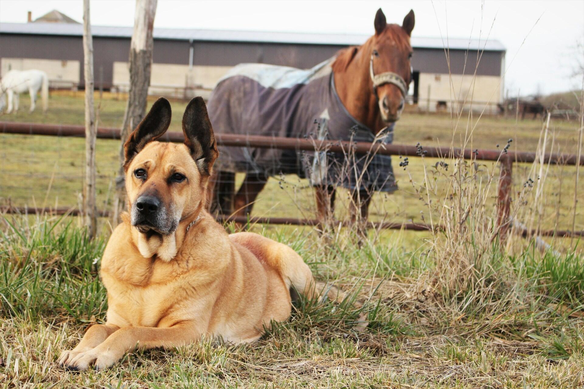 A dog and a horse outdoors on a cloudy day.