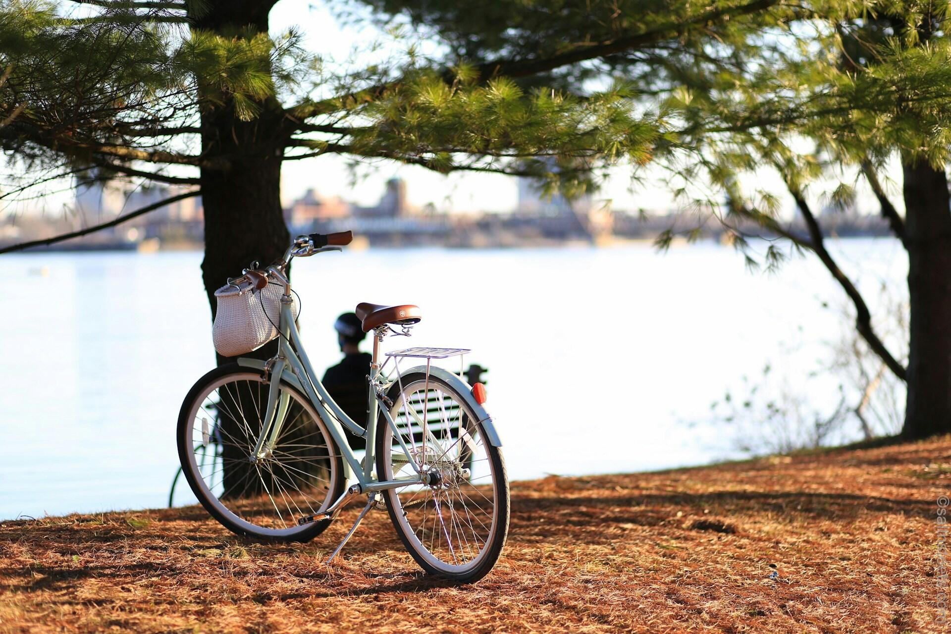 A bike leaning against a tree by a lake.