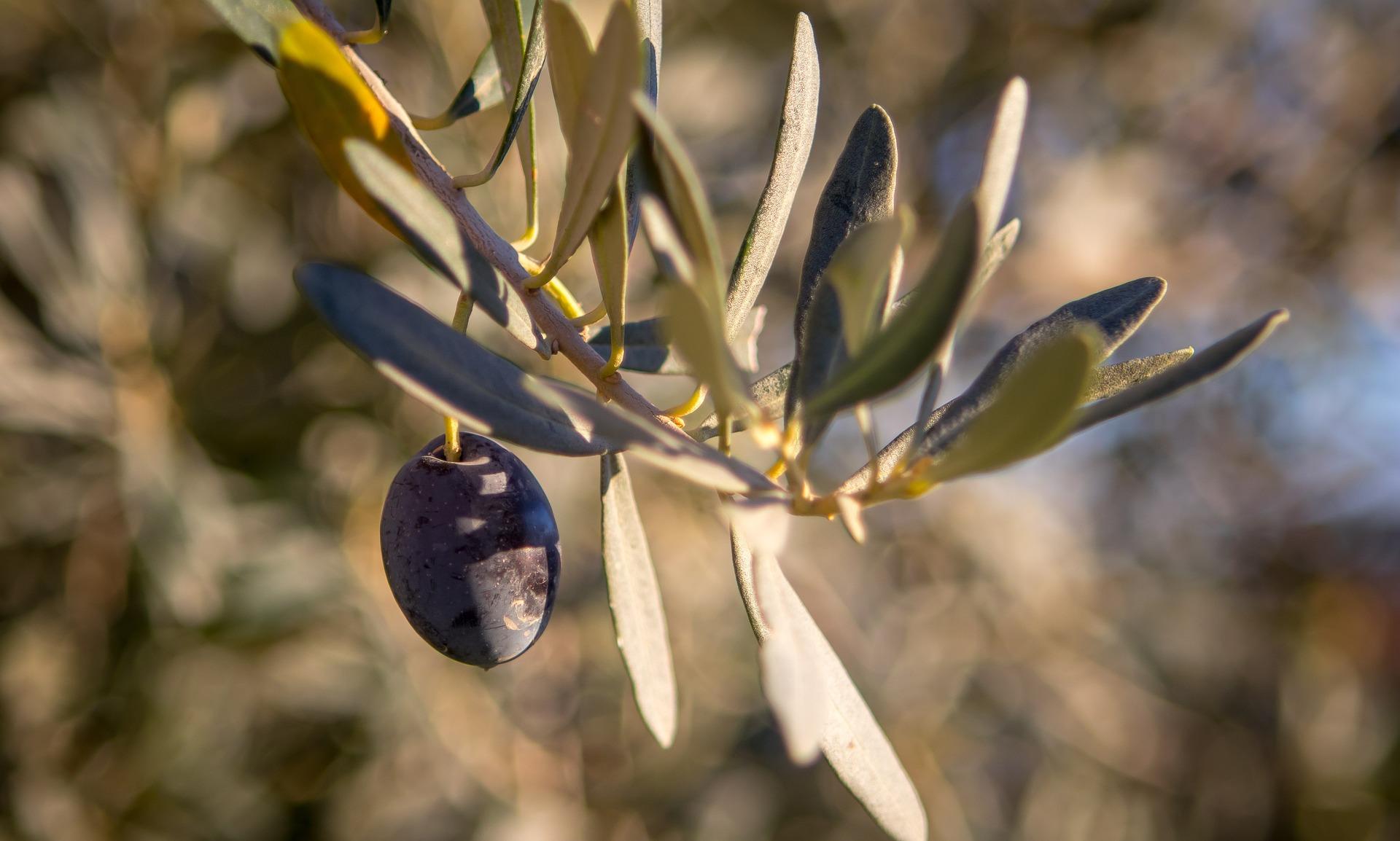 Olive branch with black olive