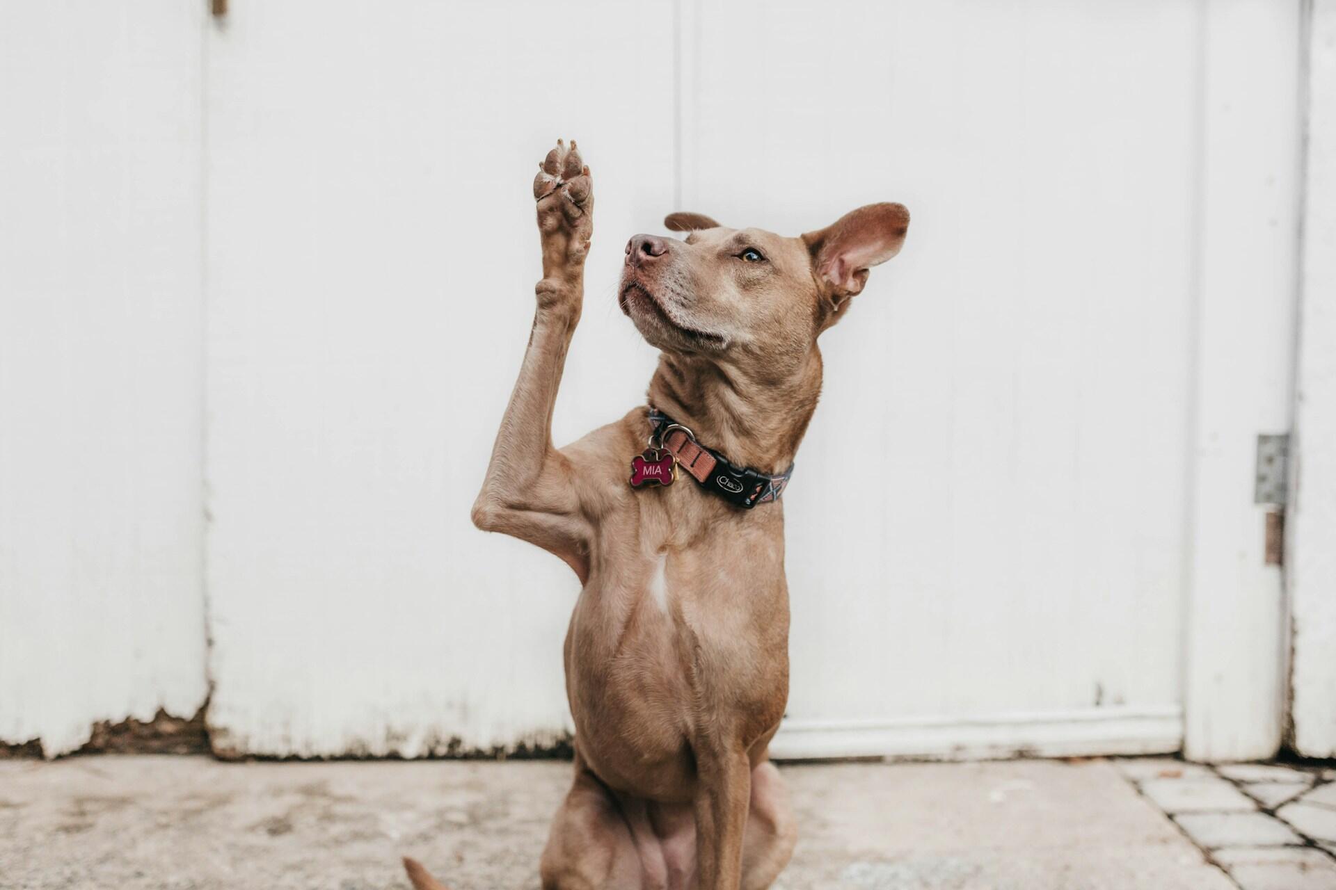 A brown dog with its paw raised. 