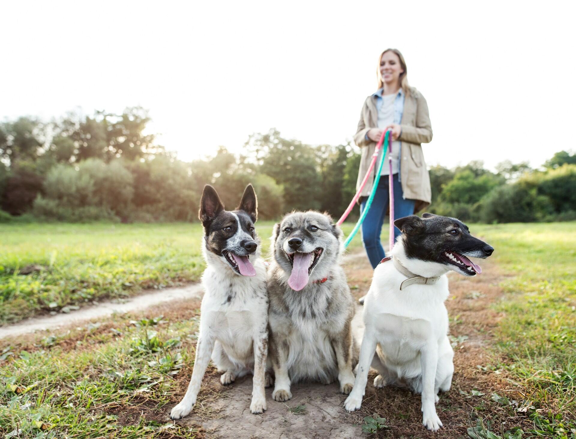 A person wearing a tan cardigan stands outdoors, holding three leashes for three different dogs which sit in front of them.
