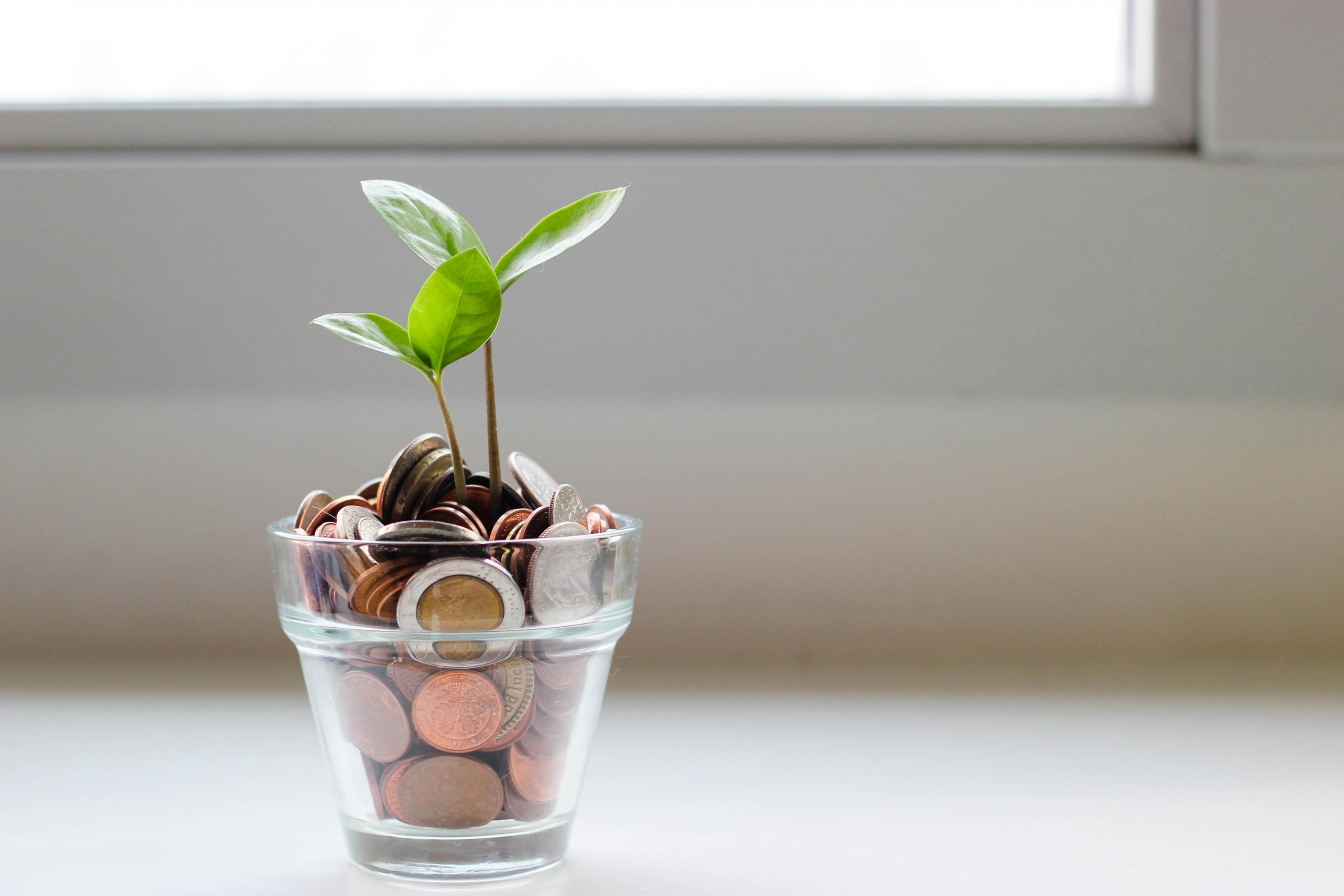 A plant in a pot with coins