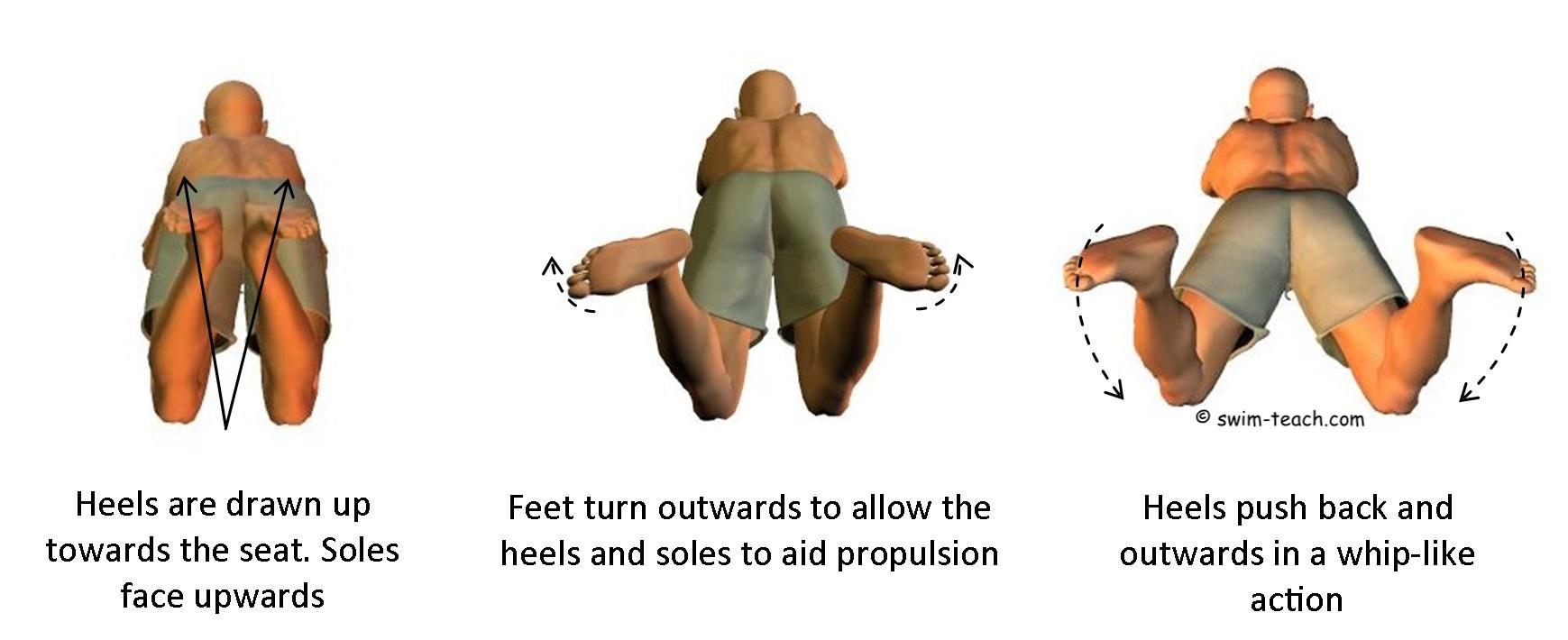 Breaststroke technique leg kick swimming