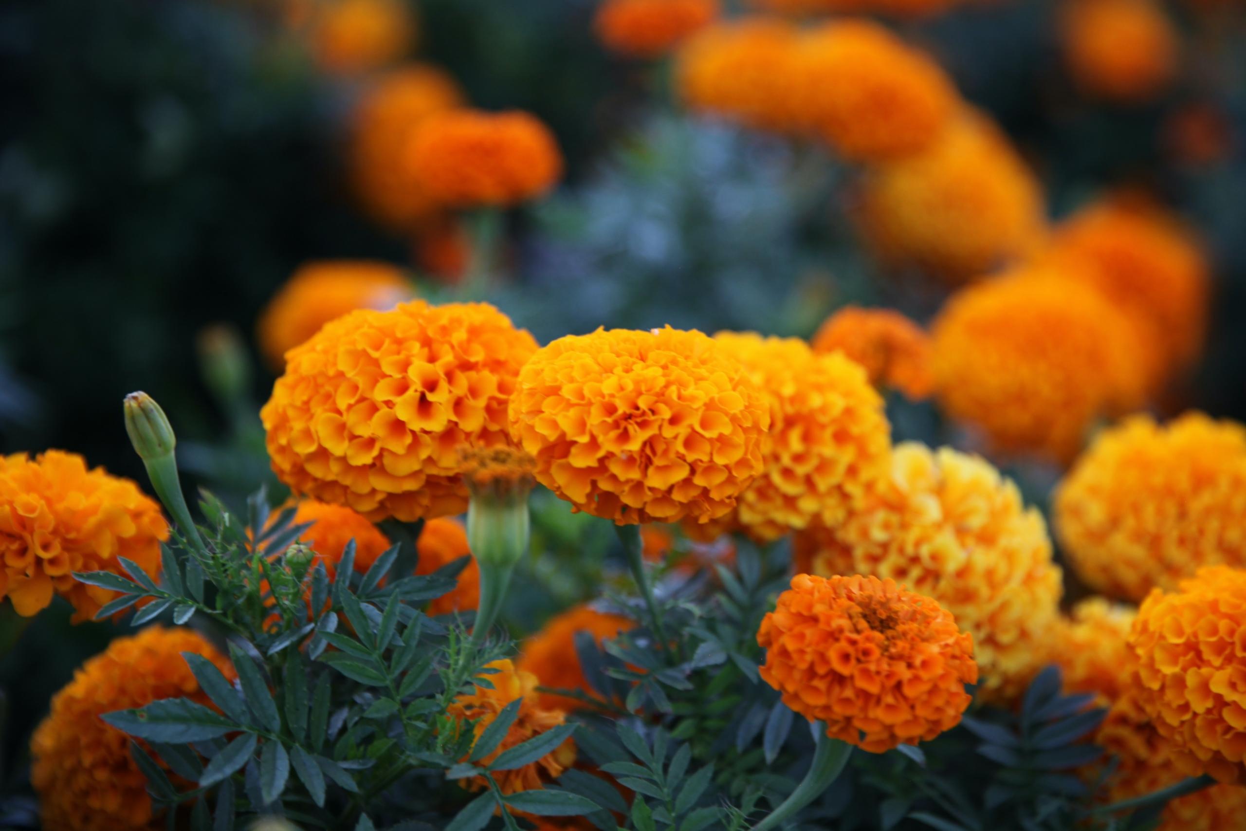 marigold flowers