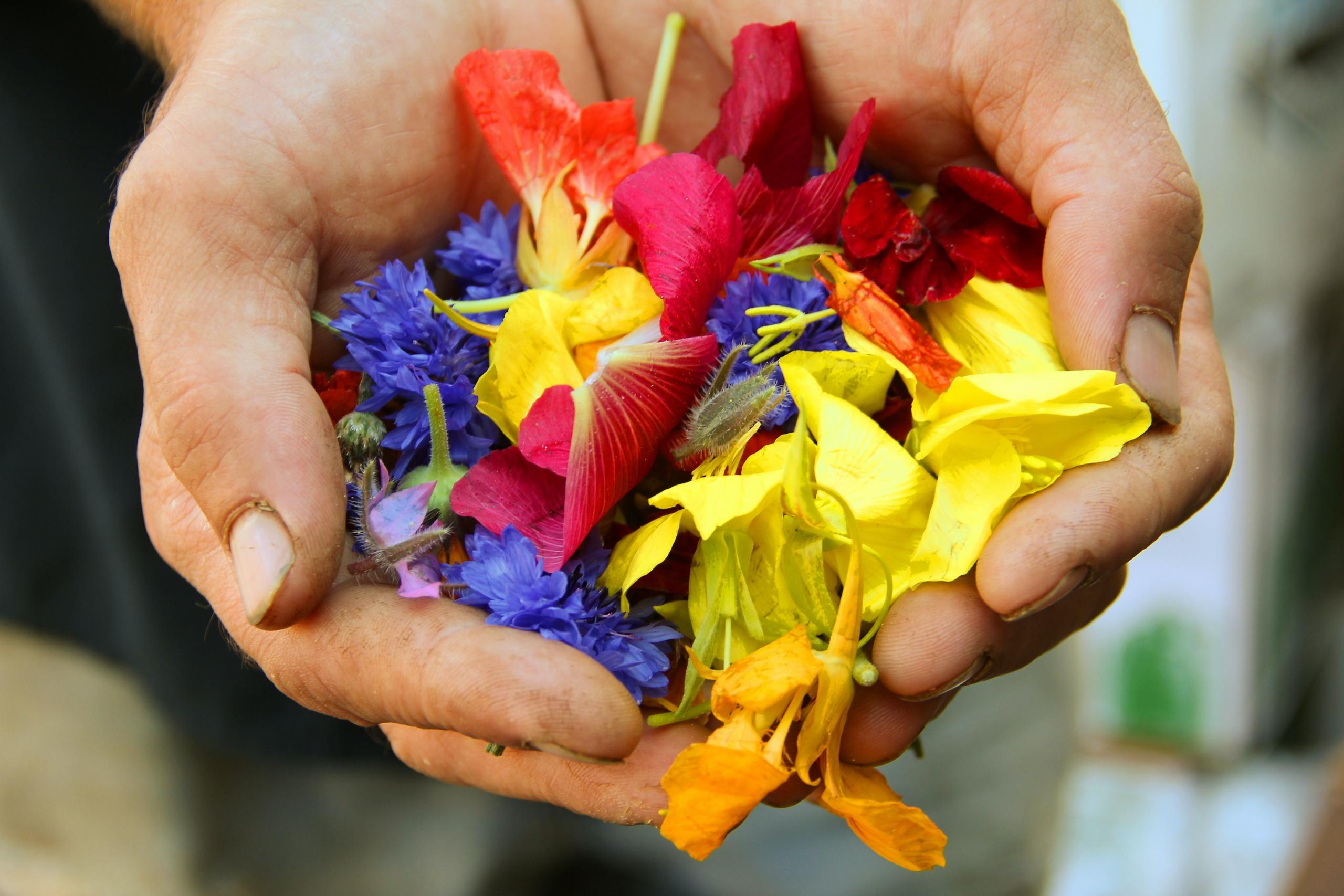 mexican paper flowers