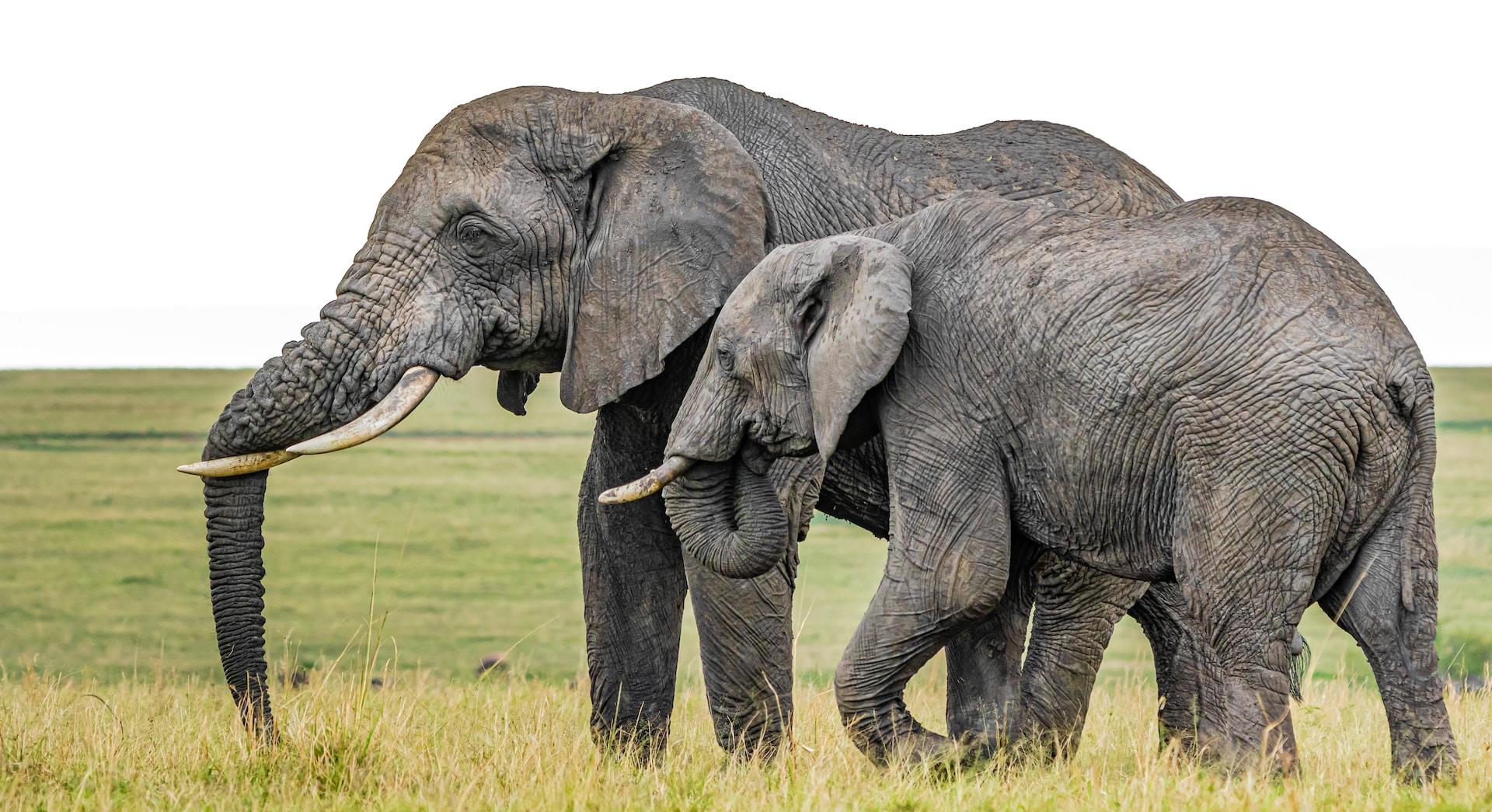 Elephants in Masai Mara National Reserve, Kenya