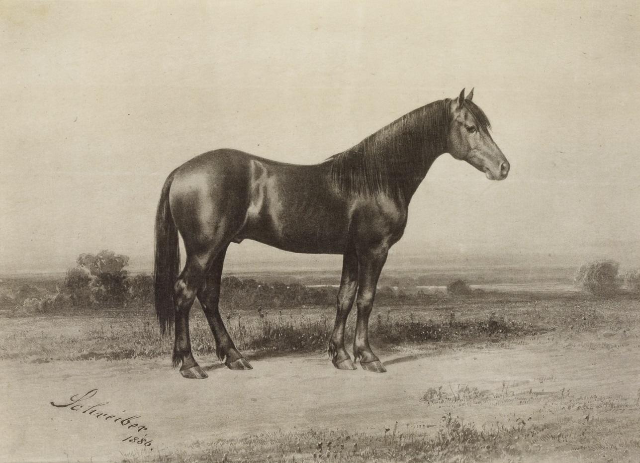 The Percheron Horse