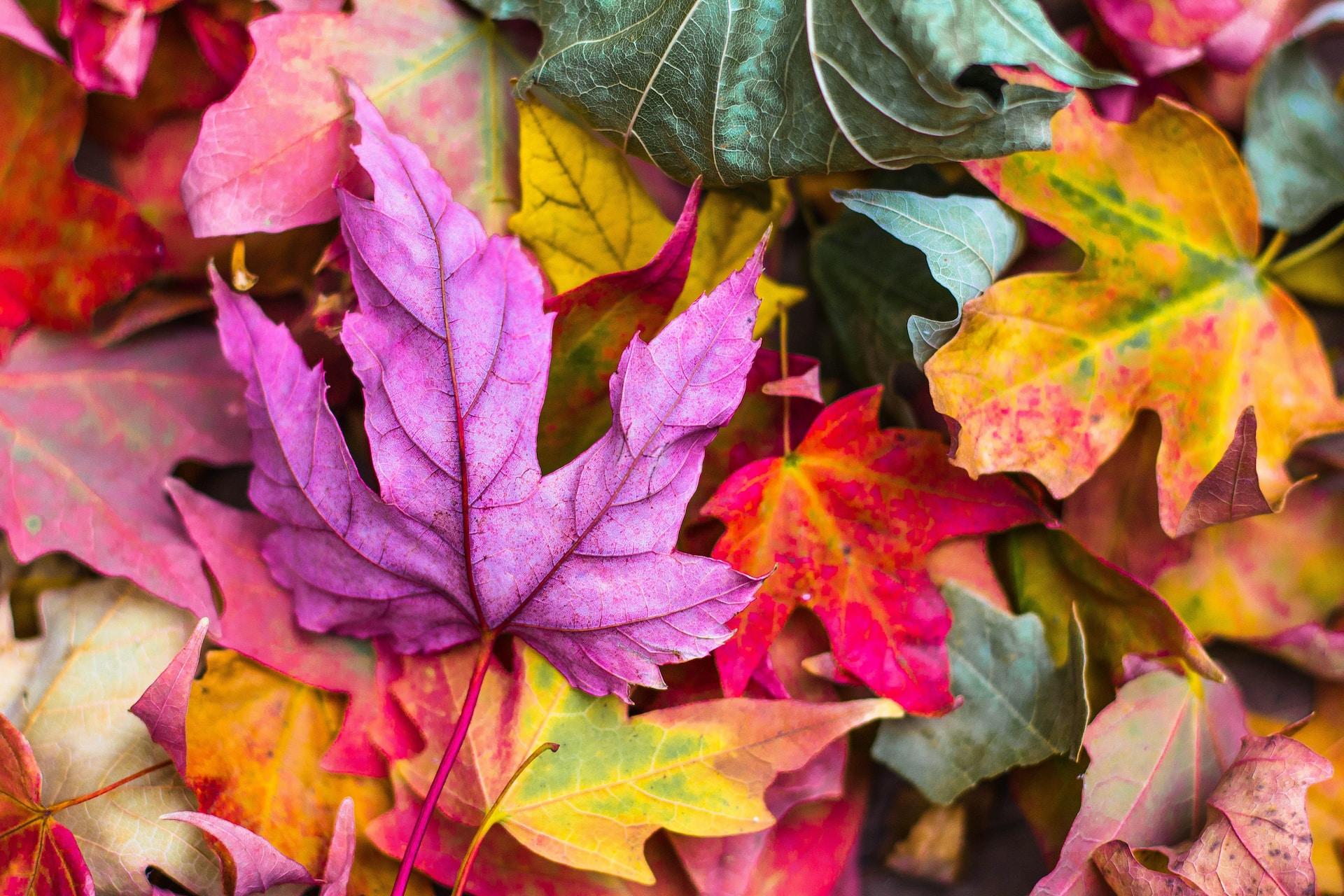 A collection of leaves in many different colors ranging from violet to orange and red.
