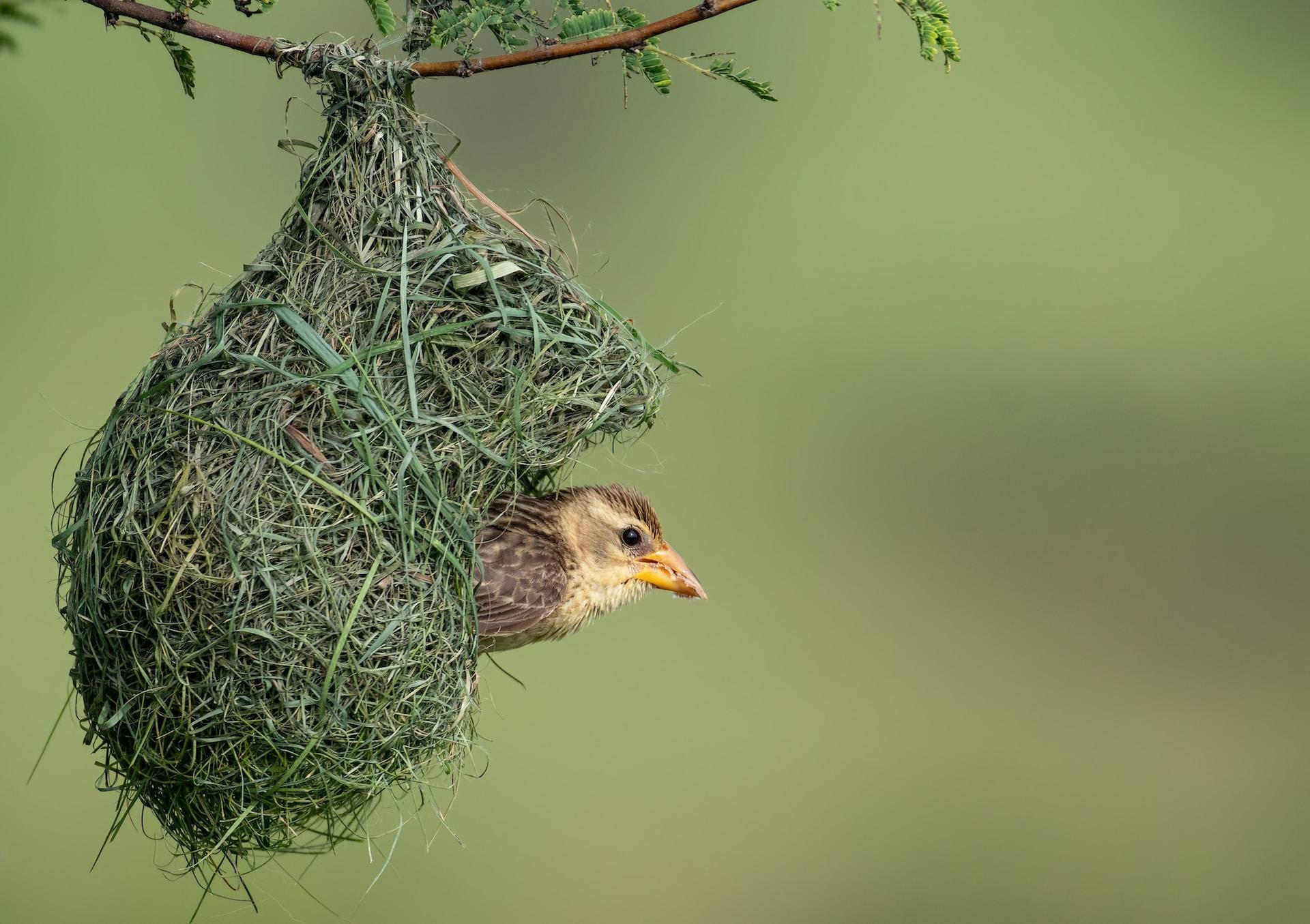 A bird pokes its head out of its elaborately-woven grass and twig nest, seen suspended from a branch against a green background.  