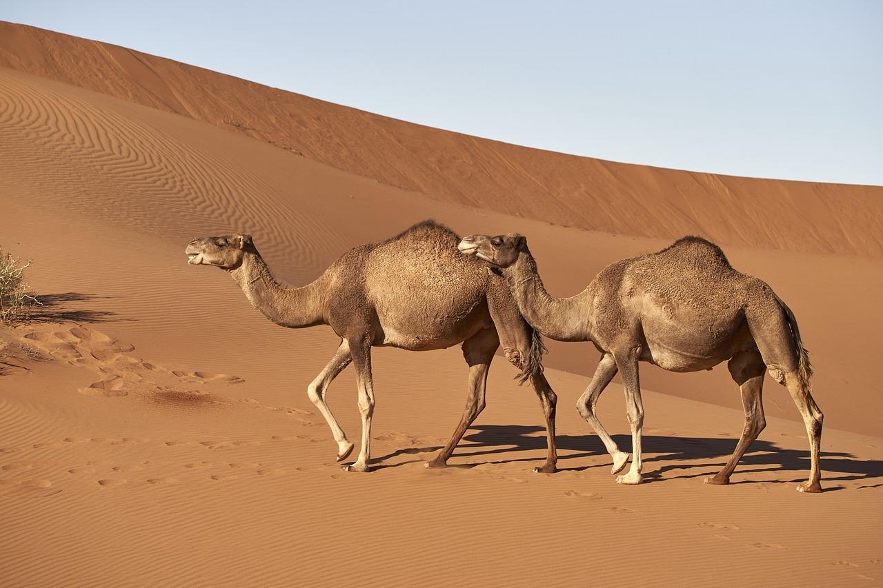 A pair of camels in the desert.