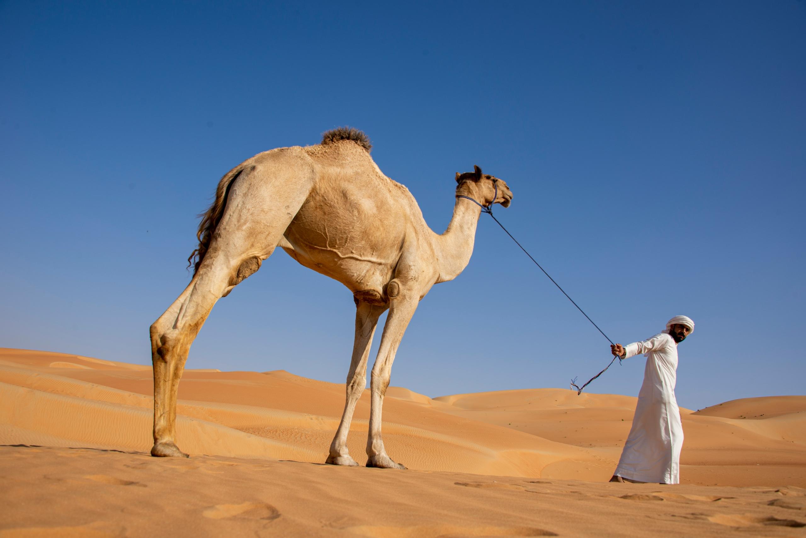 camel arab desert