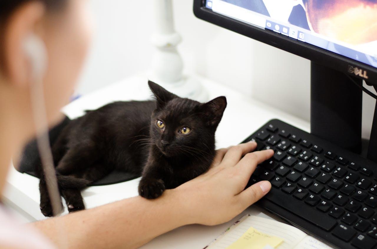 A cat laying on a person's hand as they type.