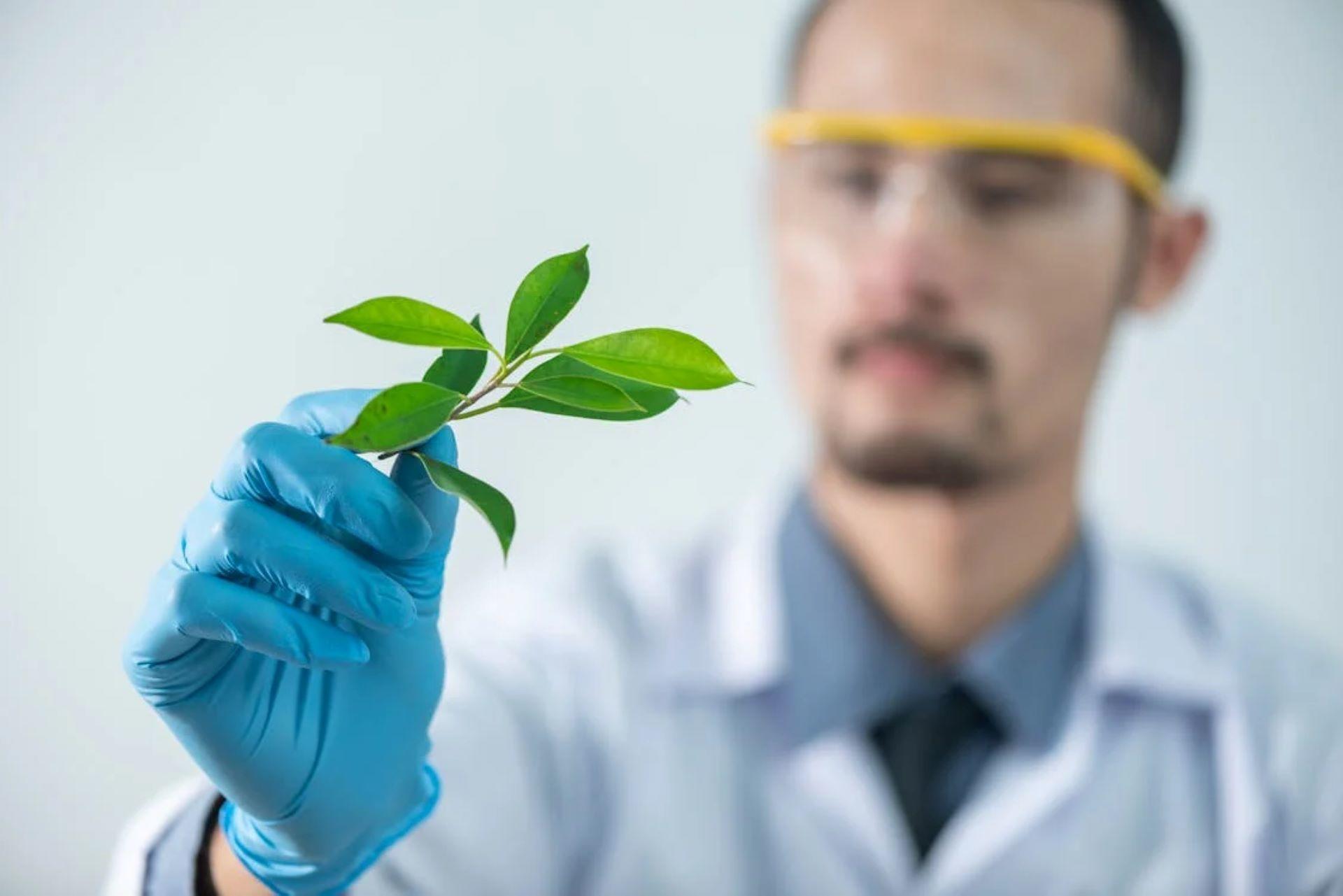 A scientist in a lab coat examines a green-leafy plant.