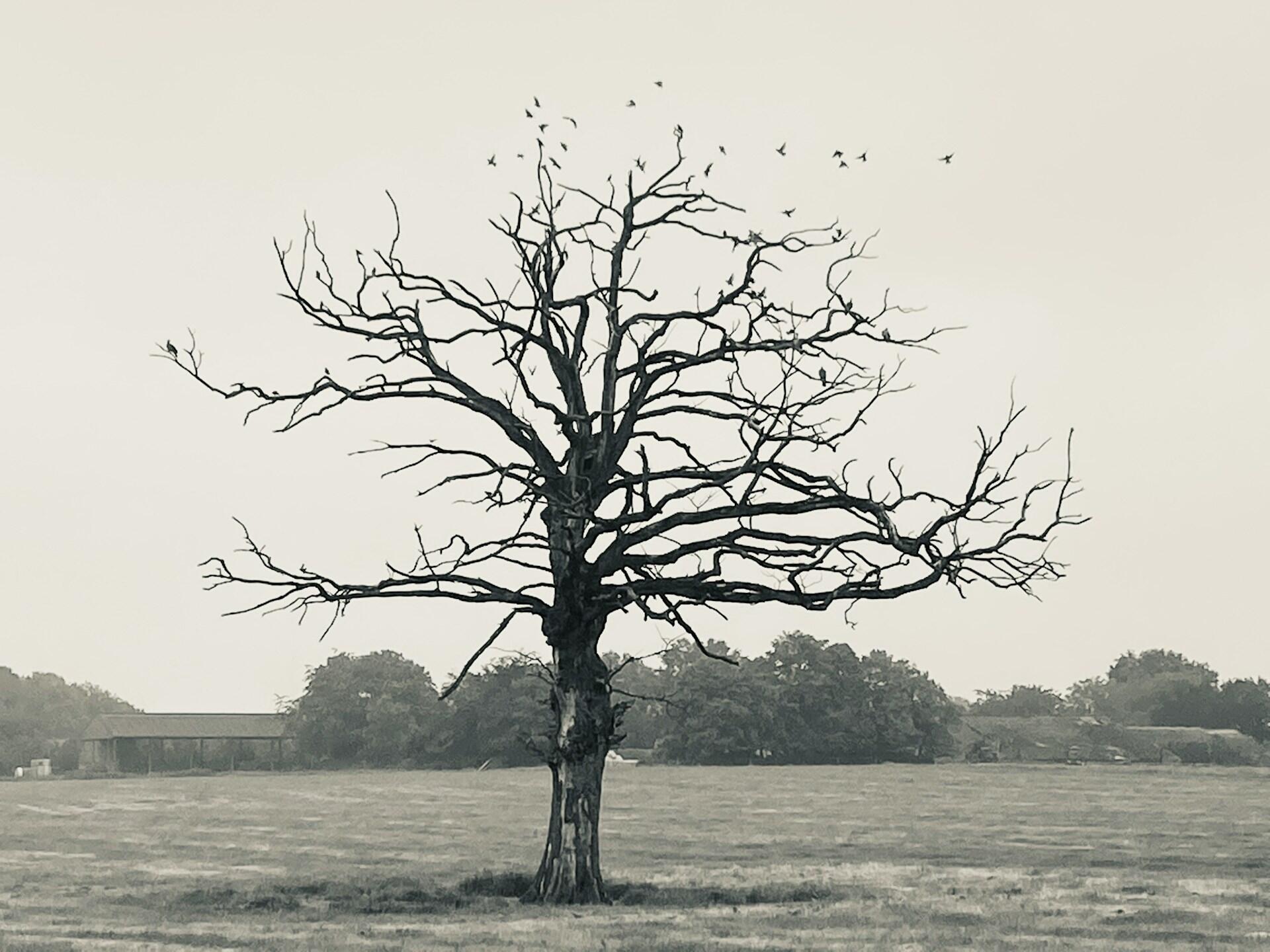 black and white photo of a dying tree