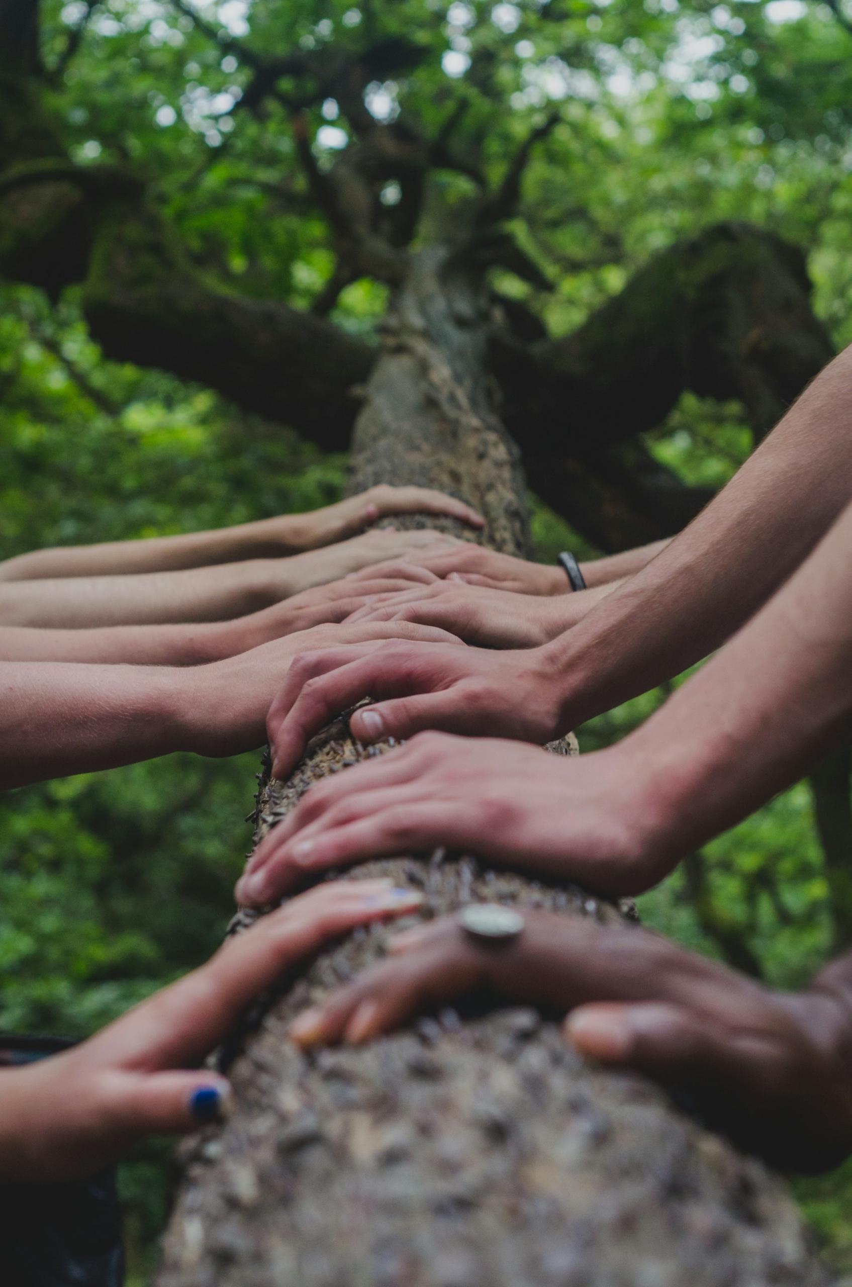 people of different ethnicities placing hand on a tree trunk