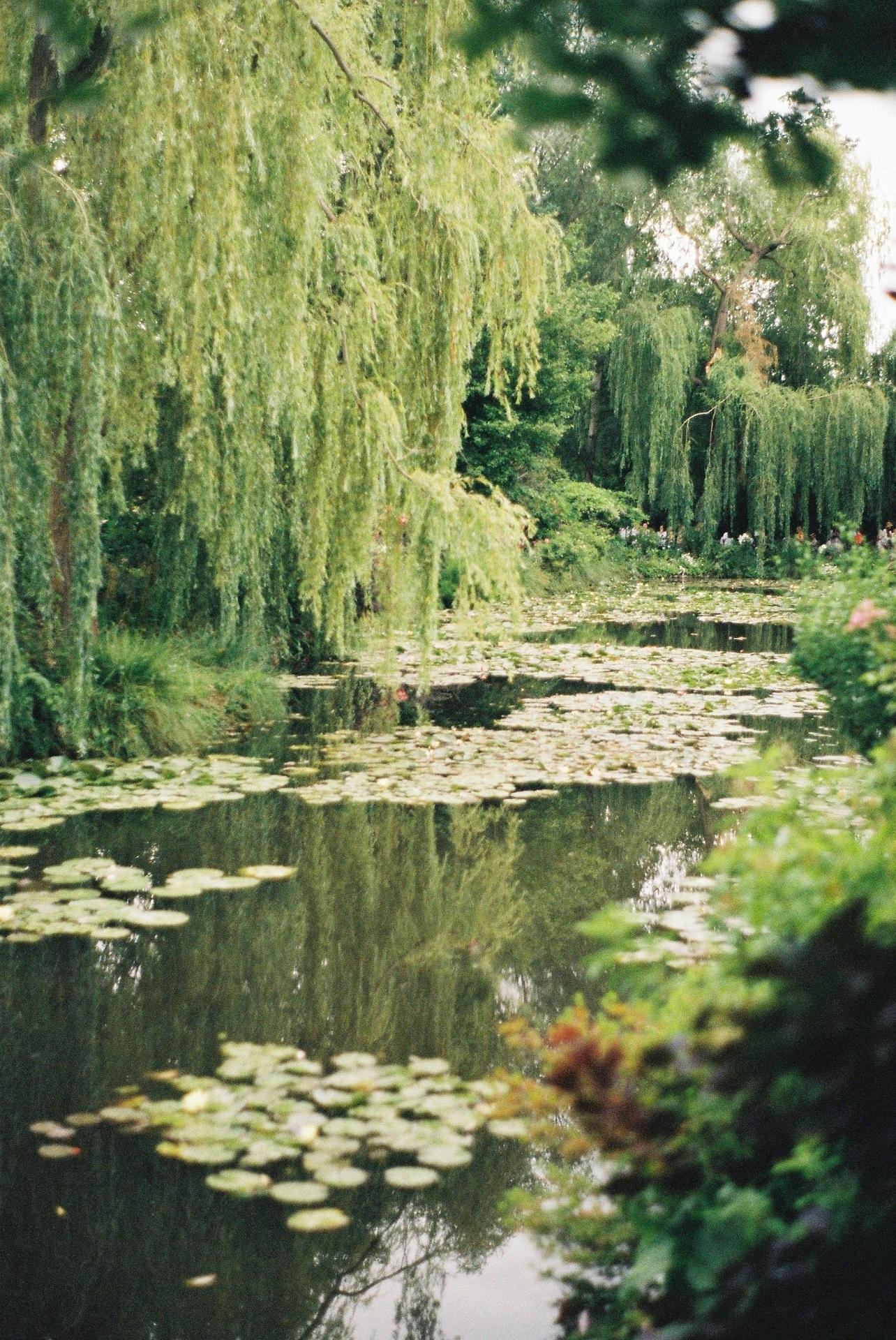A lily pond with a weeping willow on a sunny day.
