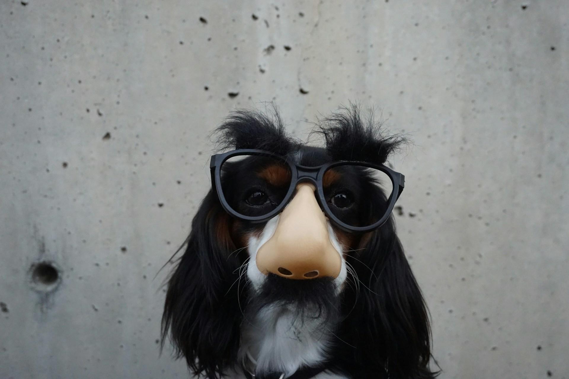 a dog wearing sunglasses 