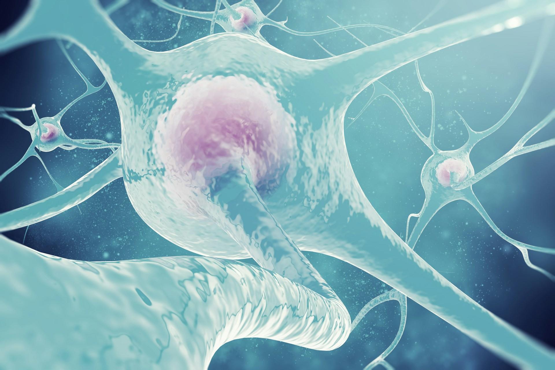 Neurons of the nervous system.