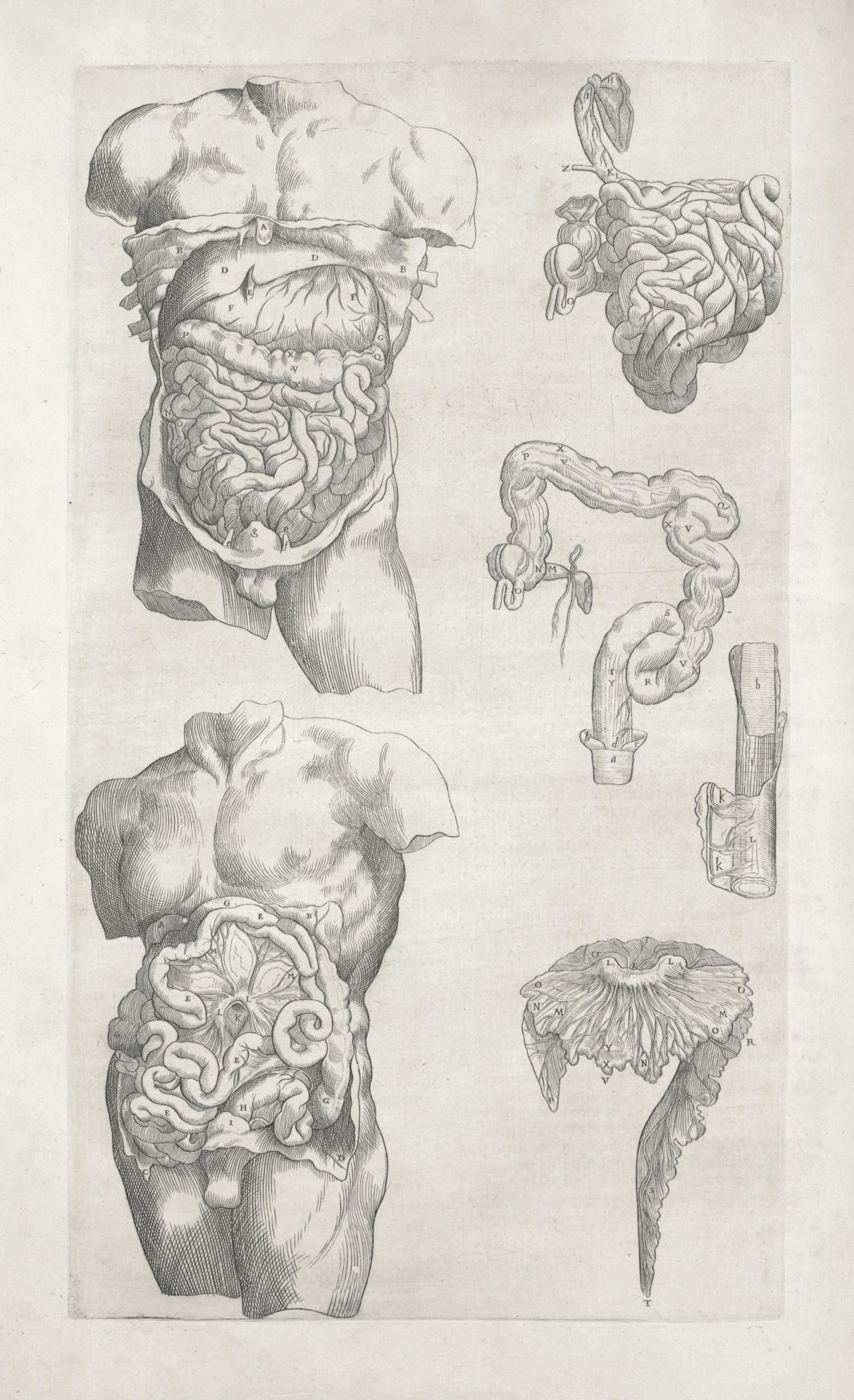 Pencil sketches of human digestive anatomy.