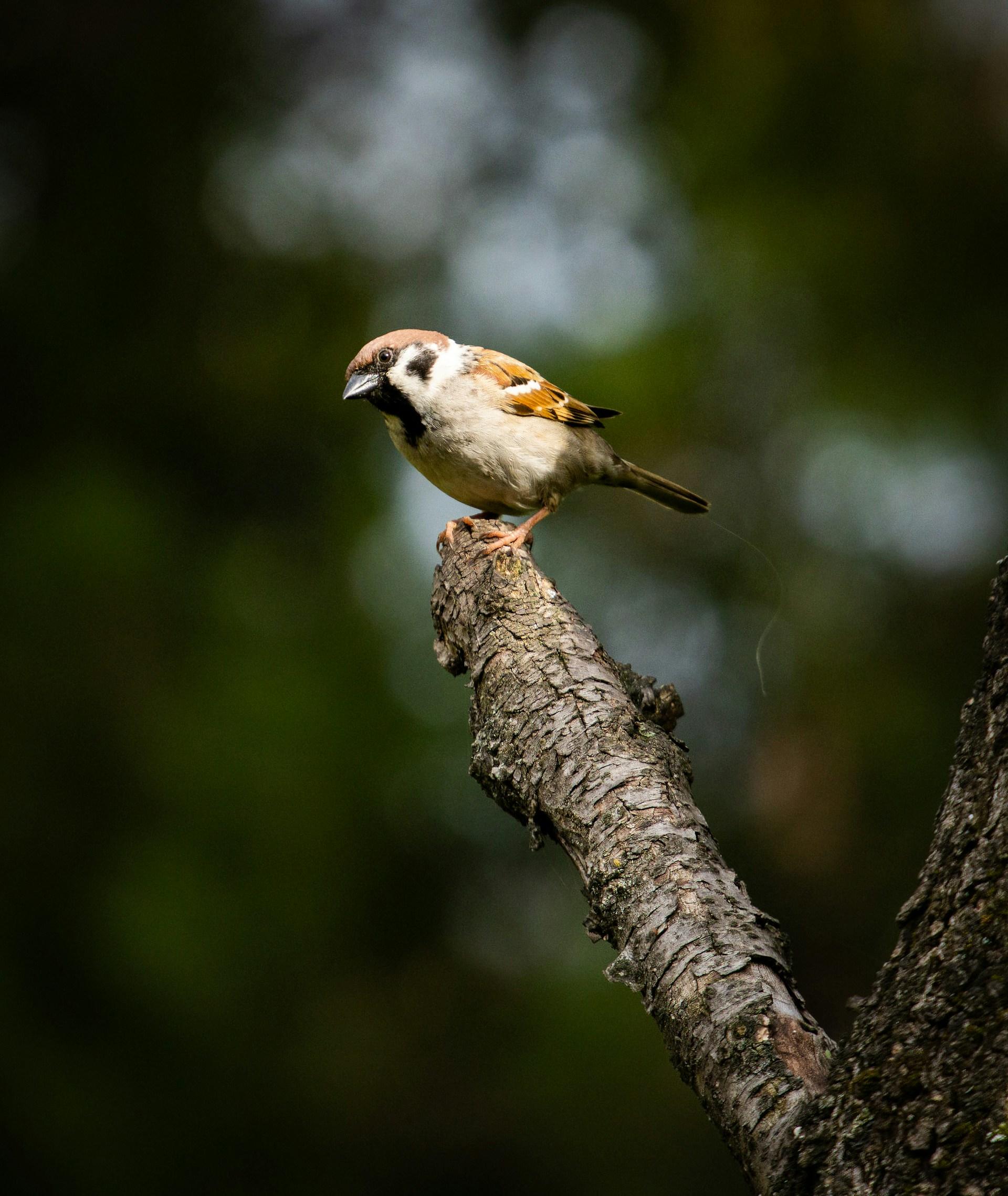 A small bird on a branch.