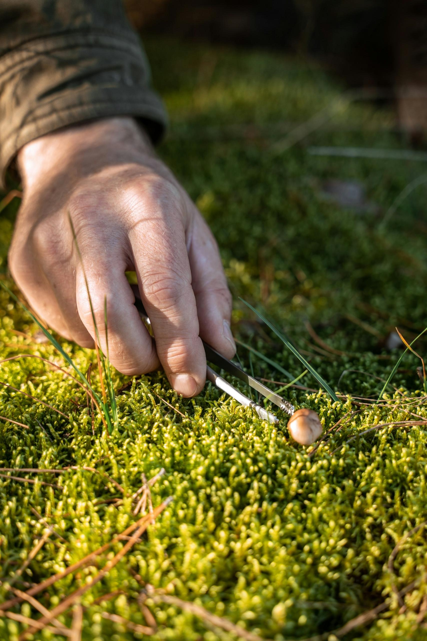 A person holds tweezers close to a small growth on the ground.