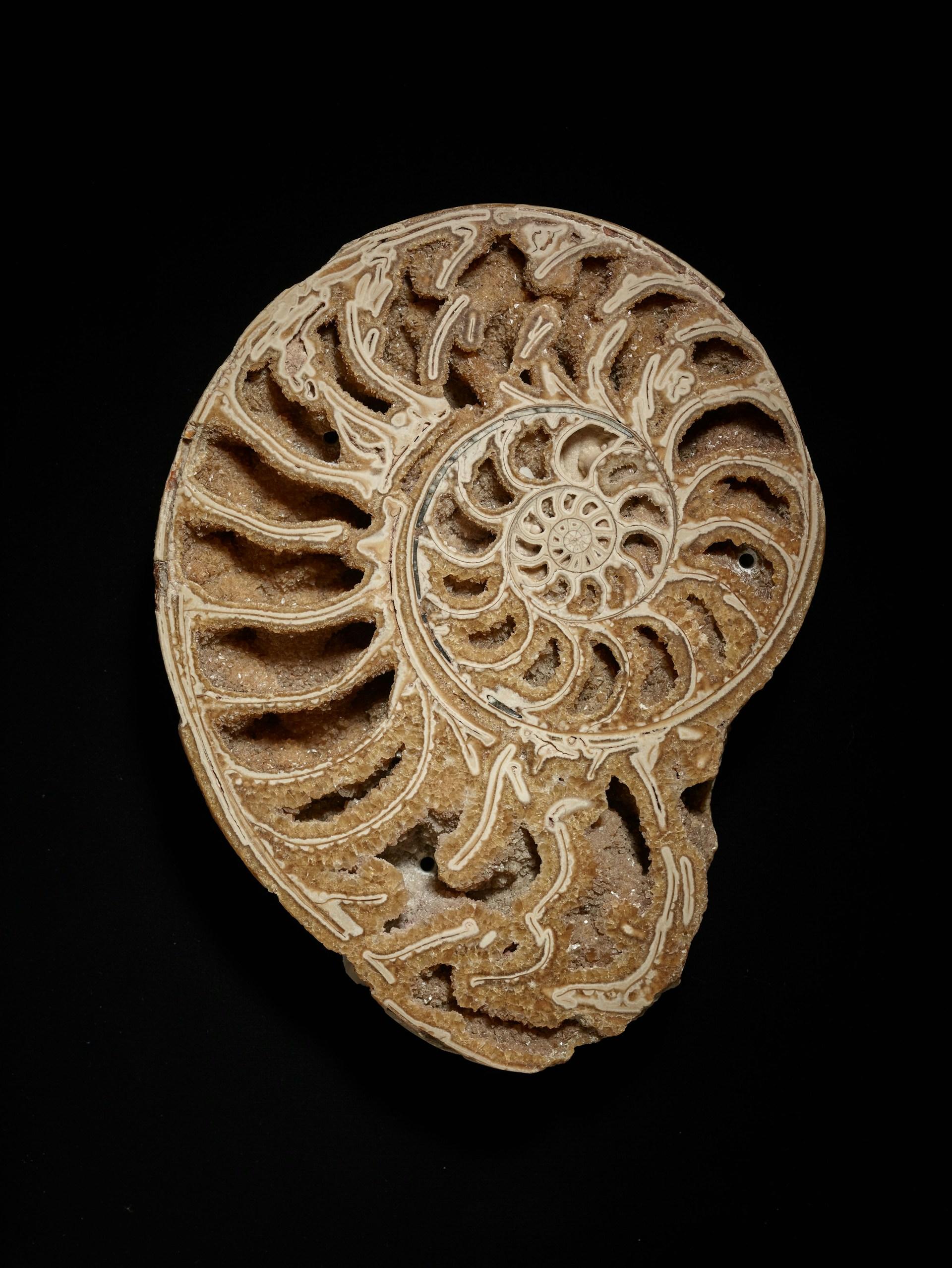 A shell fossil cut in haf to show its inner structure, against a black background.