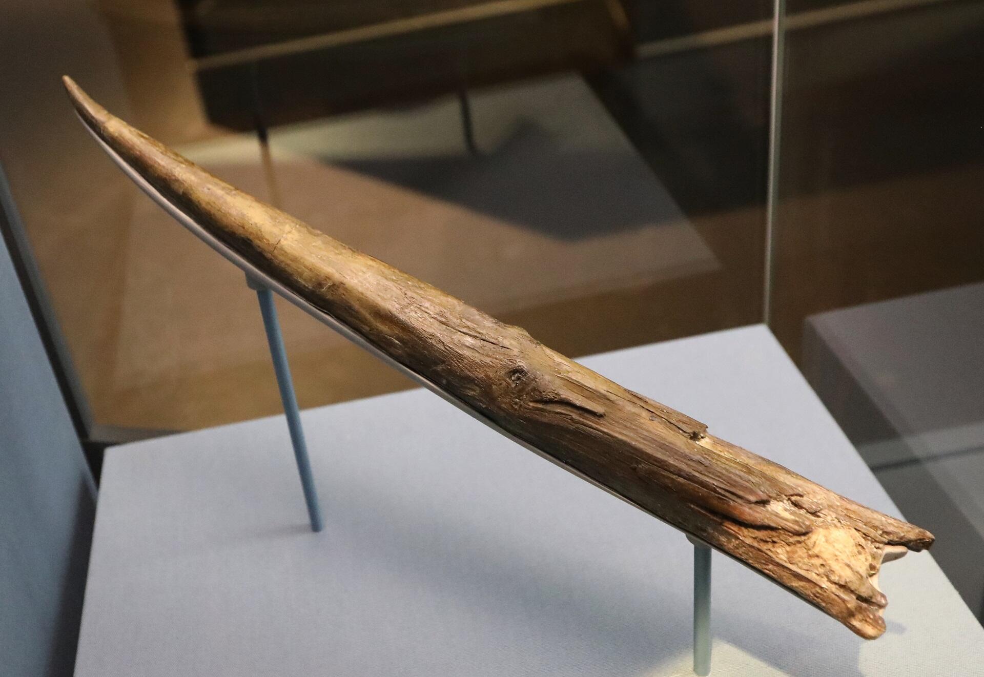 A long wooden object with one end focused to a point and the other slightly wider and splintered, in a display case. 