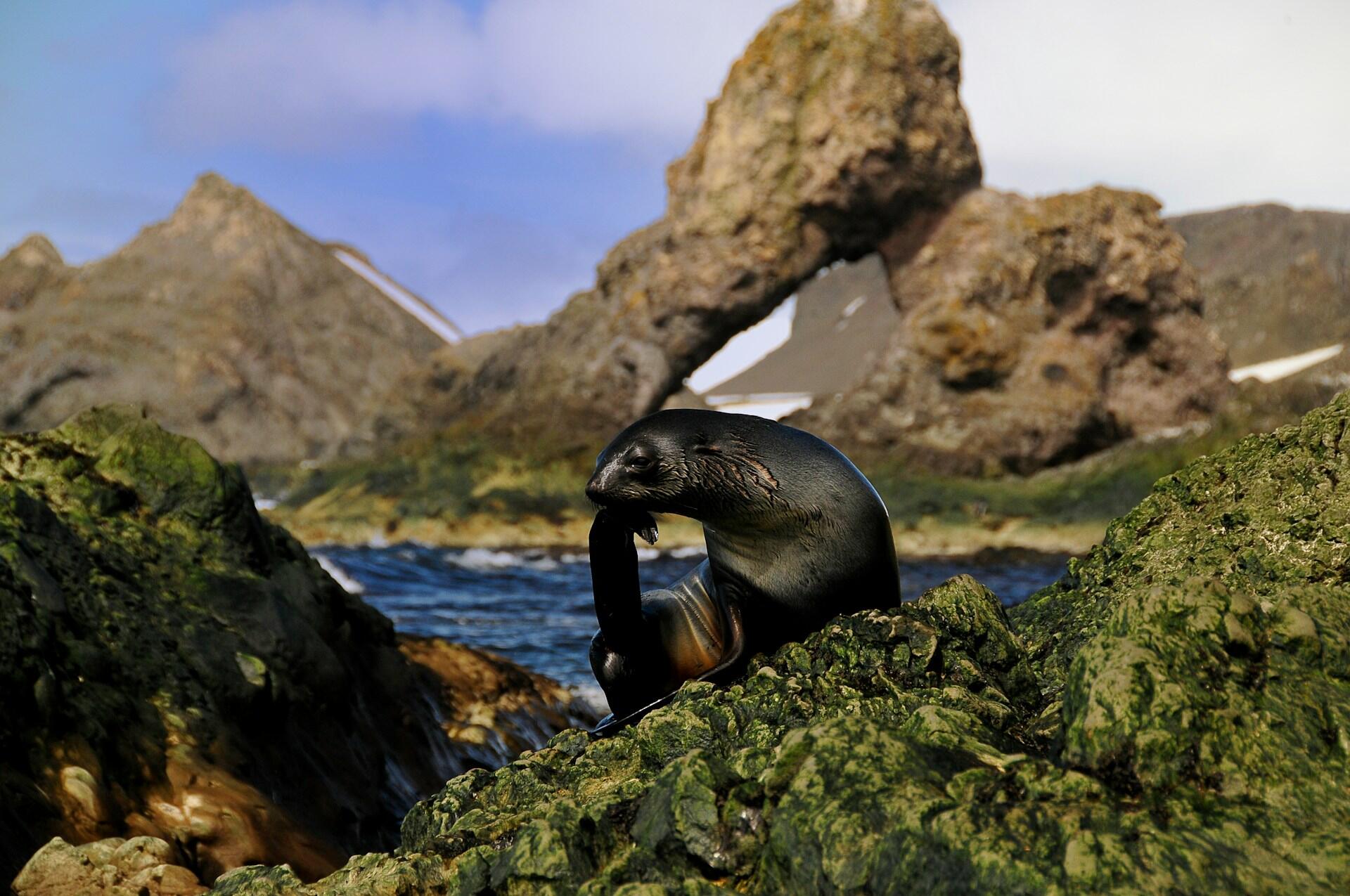 A seal on on land with water in the background.