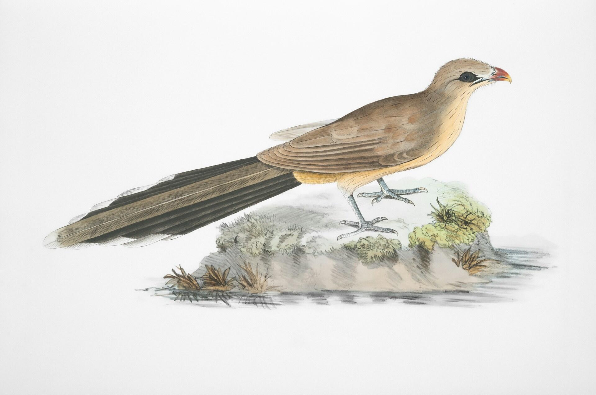 A drawing of a bird on a rock.