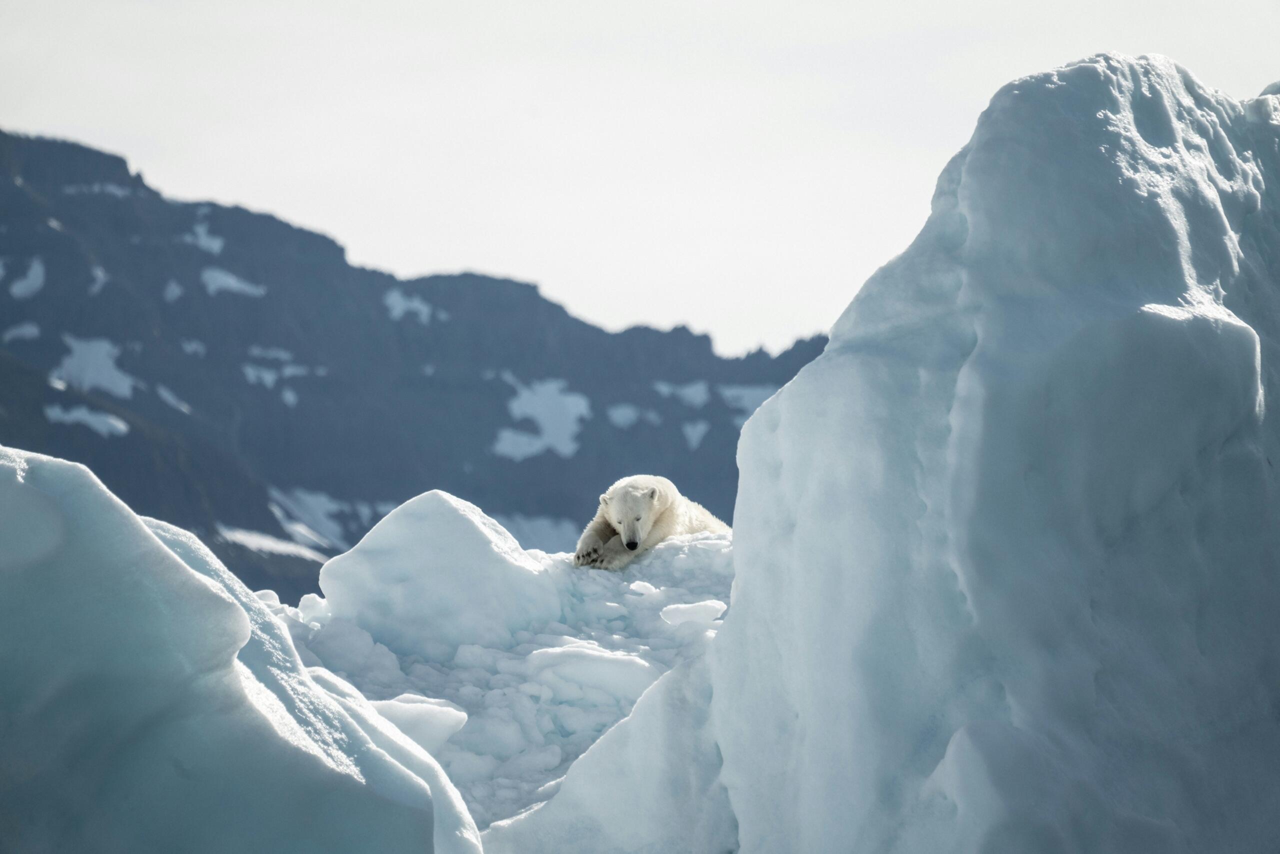 A polar bear standing on a snowy mountain in the Arctic, surrounded by glacial landforms and sea ice.