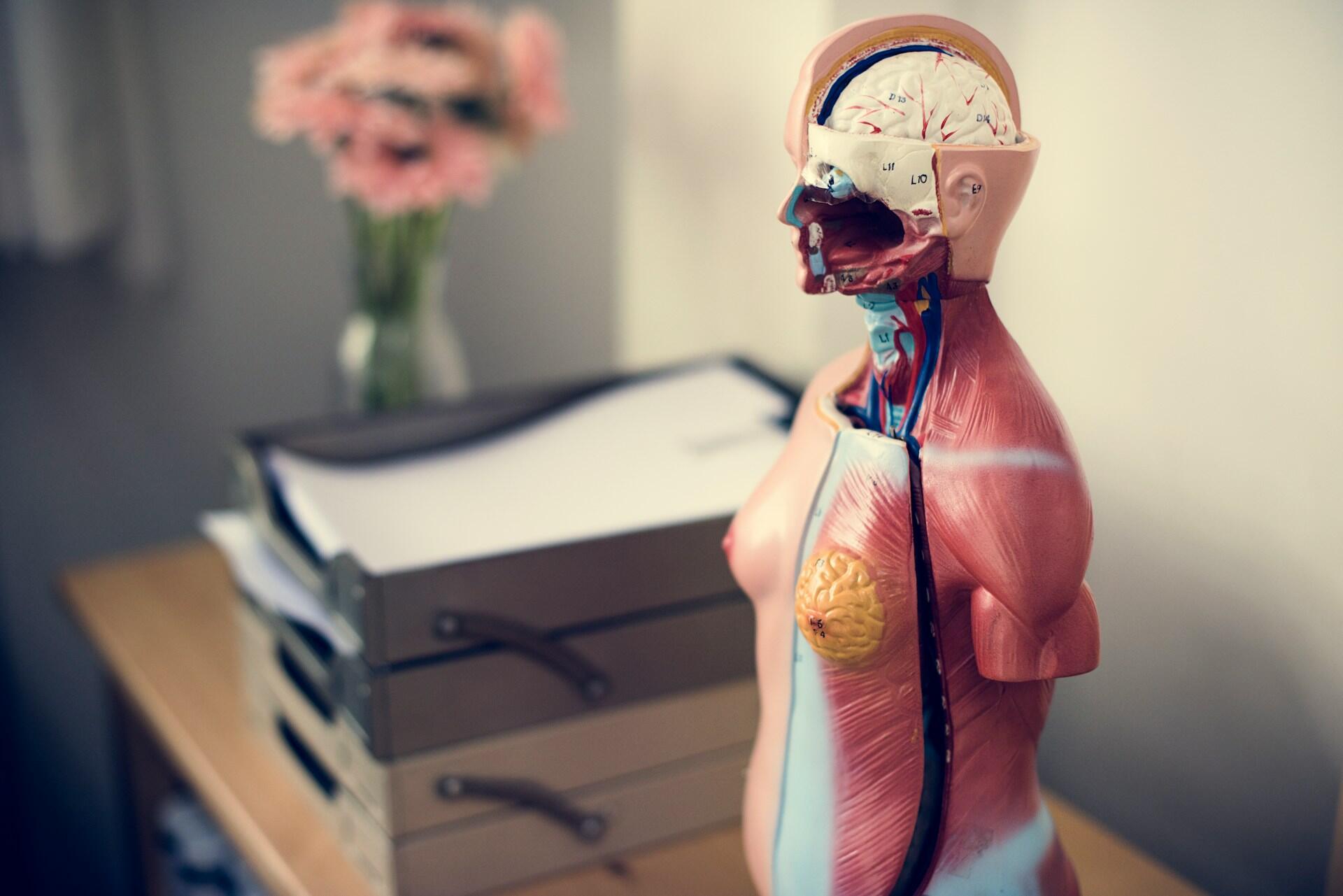 A detailed model of a human body showcasing the heart and blood vessels for educational purposes