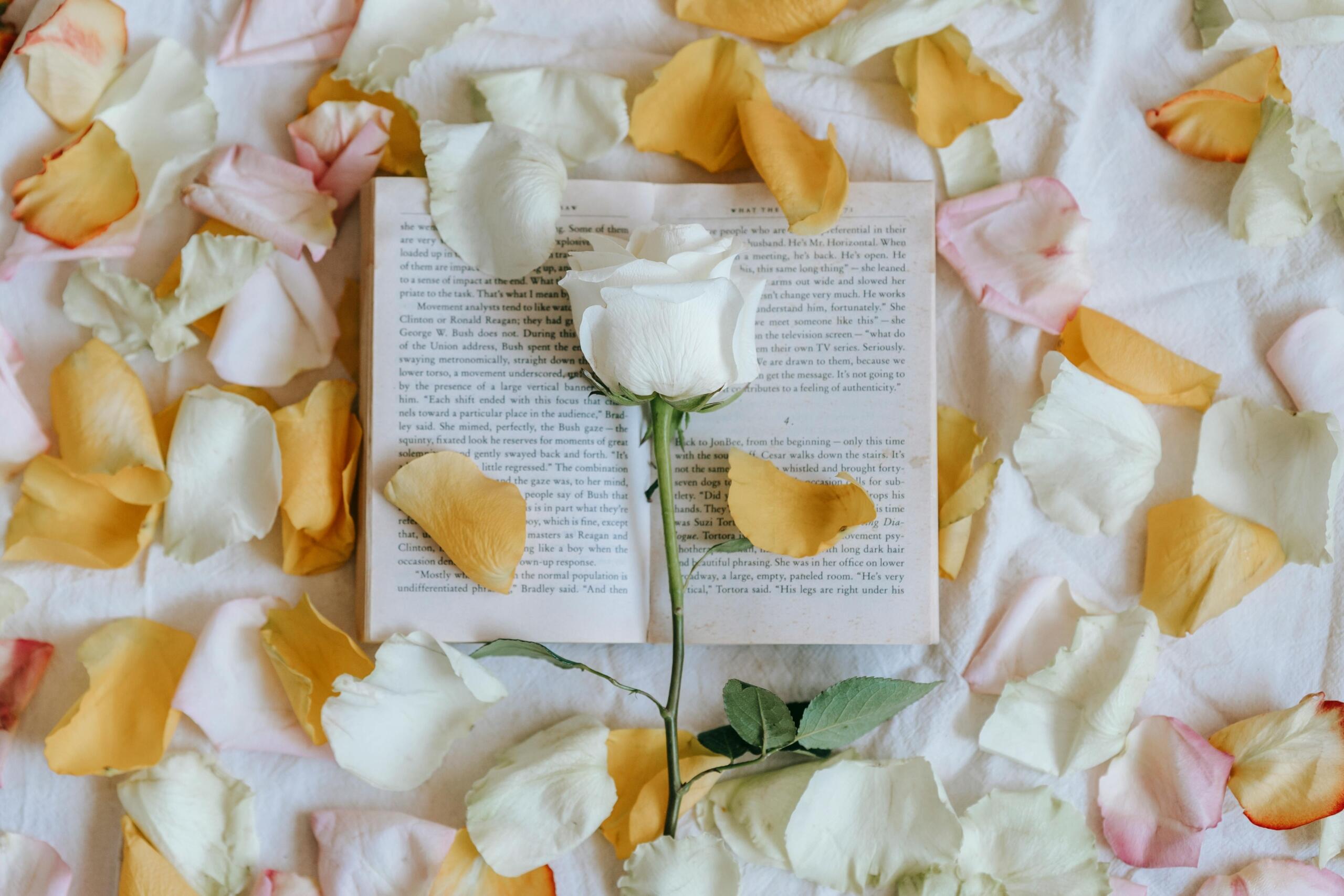 A rose placed on an open book with scattered petals around it.