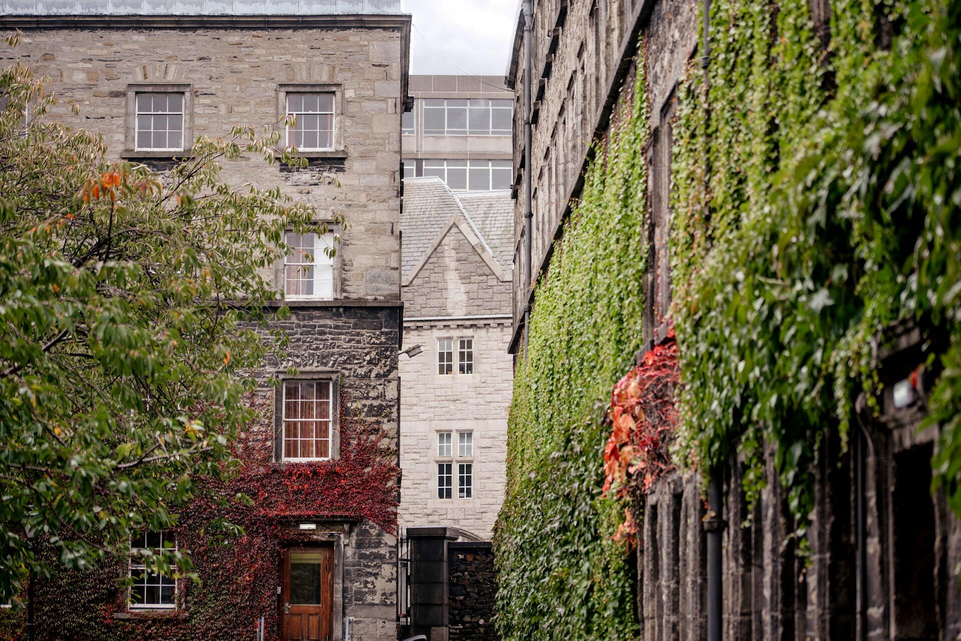 Stone buildings covered with ivy