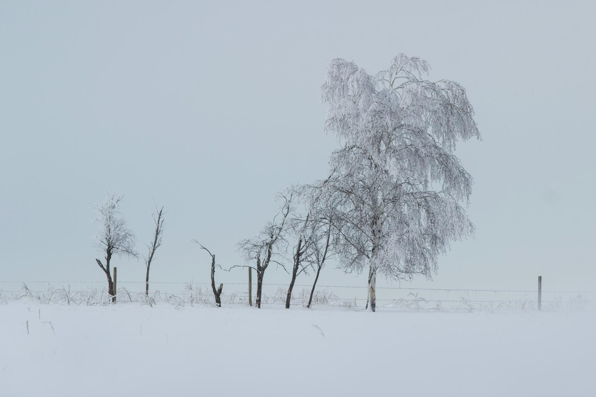 A snowy landscape with frosted trees standing against a pale, overcast sky, creating a serene winter scene.