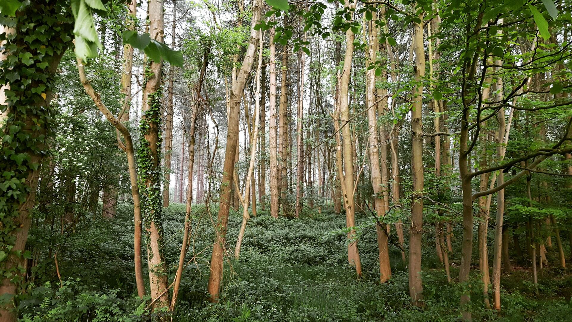 A lush forest scene featuring tall, slender trees with green foliage, surrounded by dense underbrush and ivy-covered trunks.
