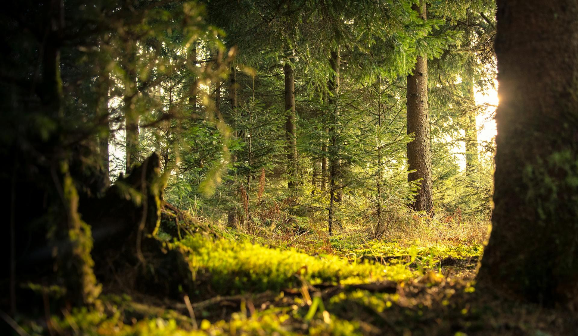 Golden hour woodland 