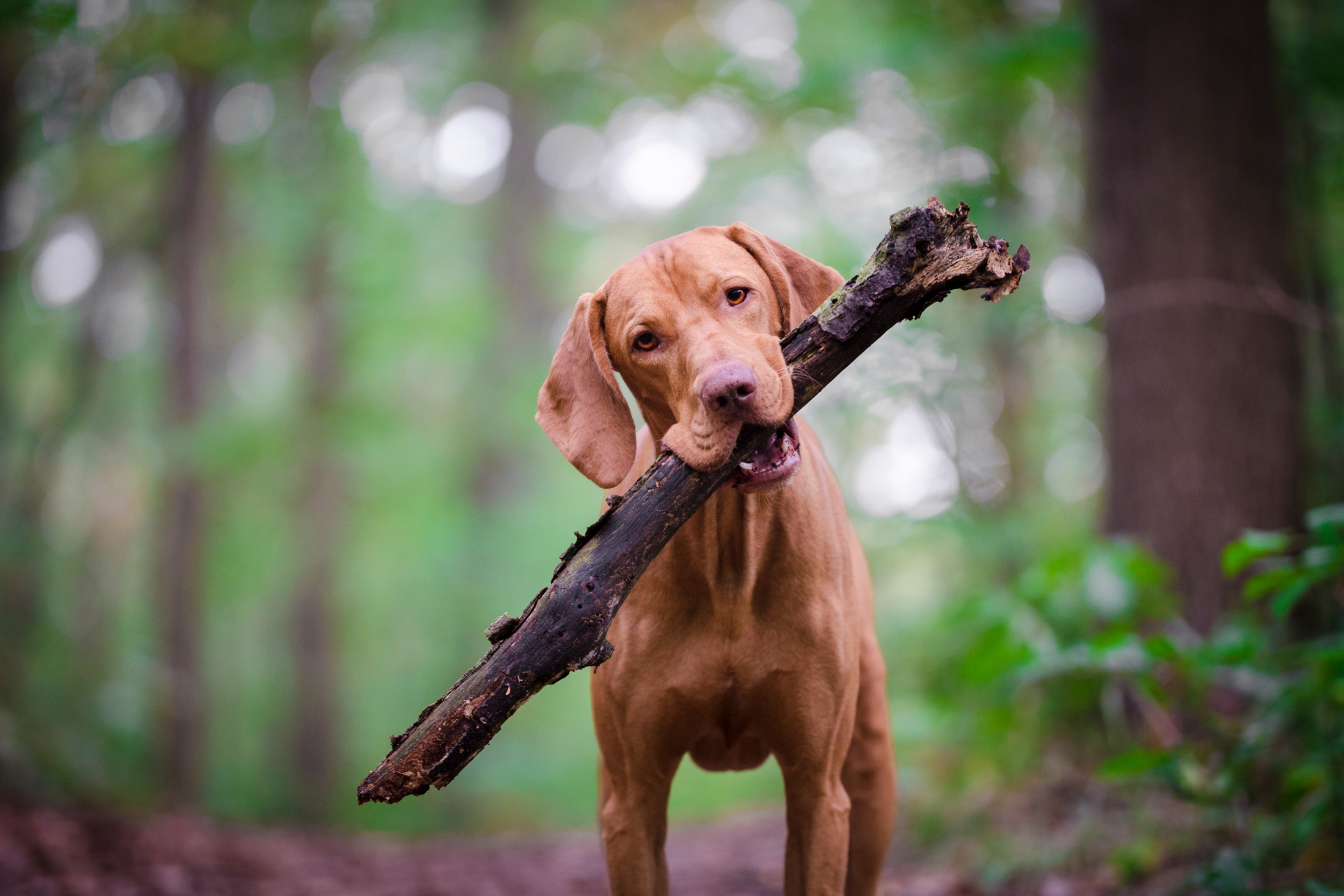 a dog with a piece of bark in its mouth standing in a forest