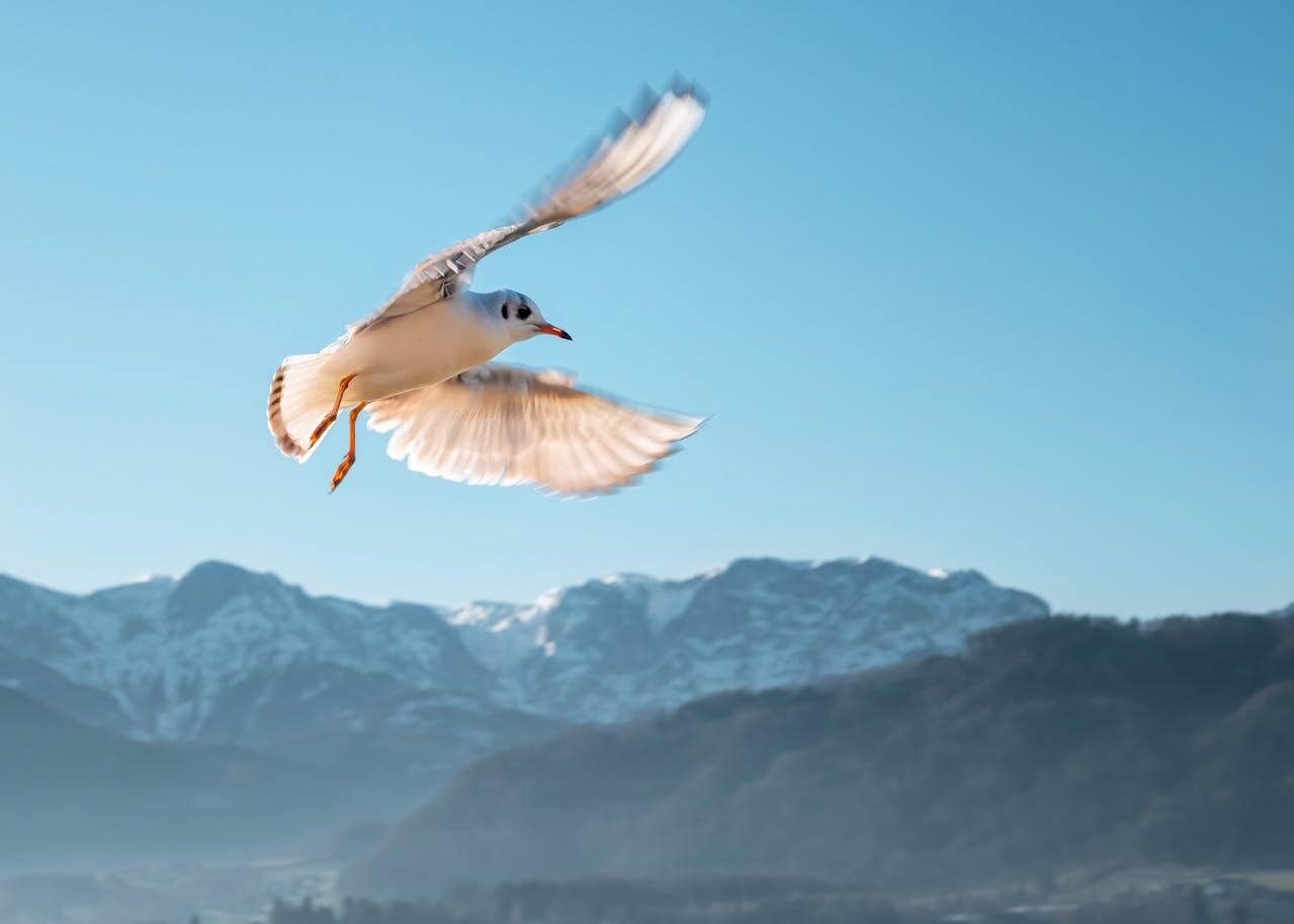 A seagull in mid-flight against a clear blue sky, with snowy mountains and a misty landscape in the background.