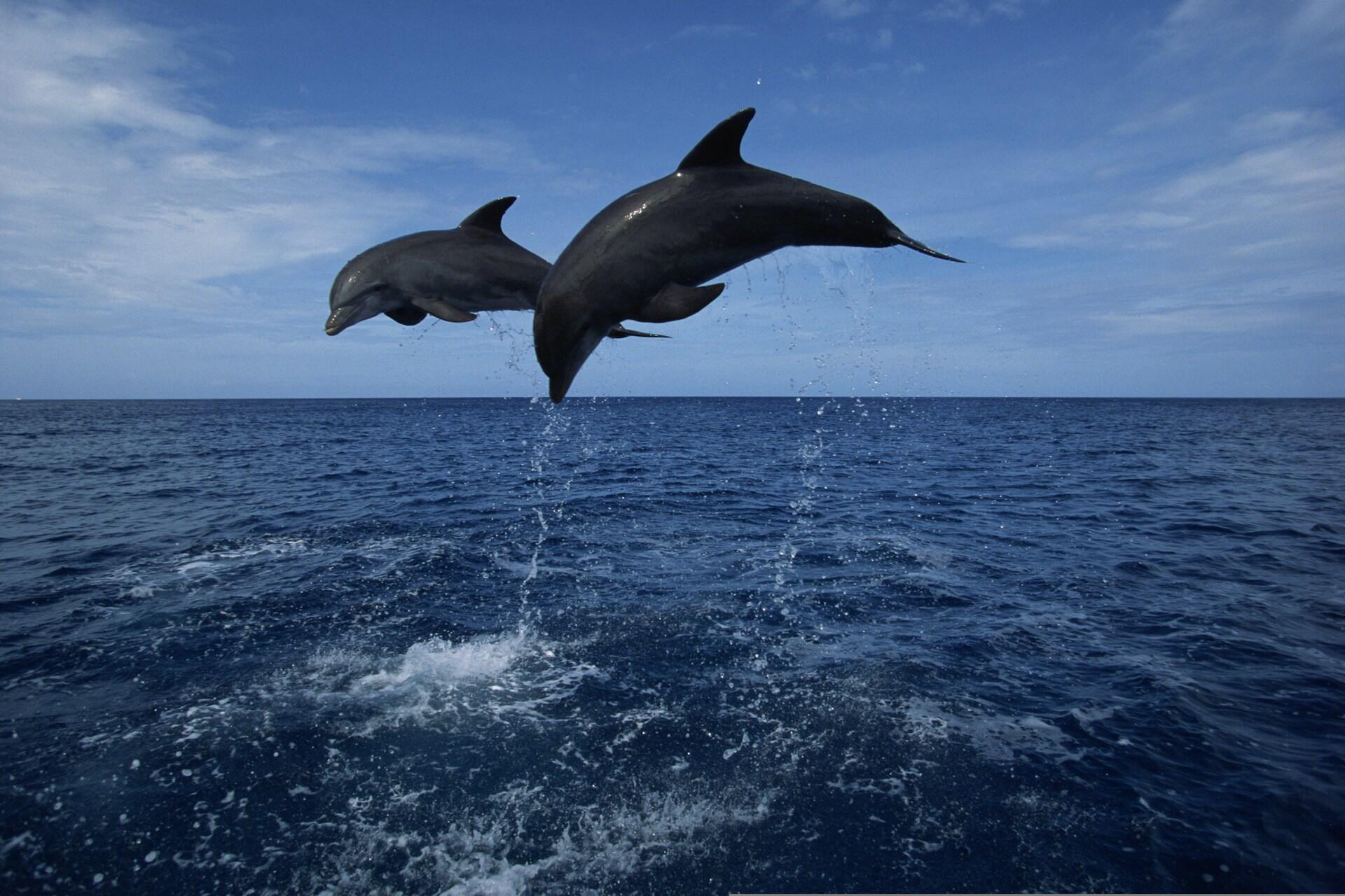 two dolphins jumping in the air over the ocean