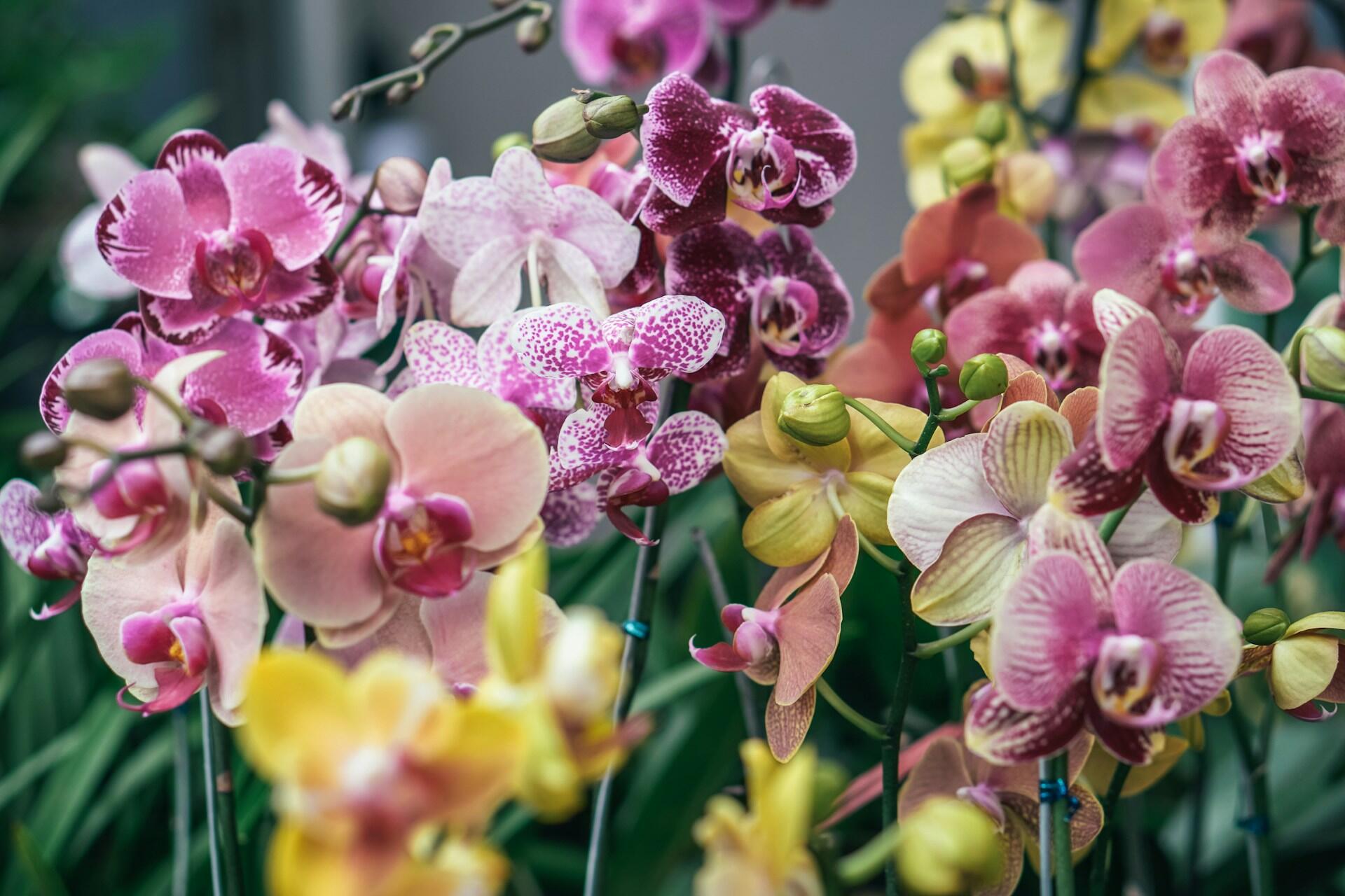 A vibrant assortment of orchids in shades of pink, purple, and yellow, showcasing intricate patterns and lush green foliage.