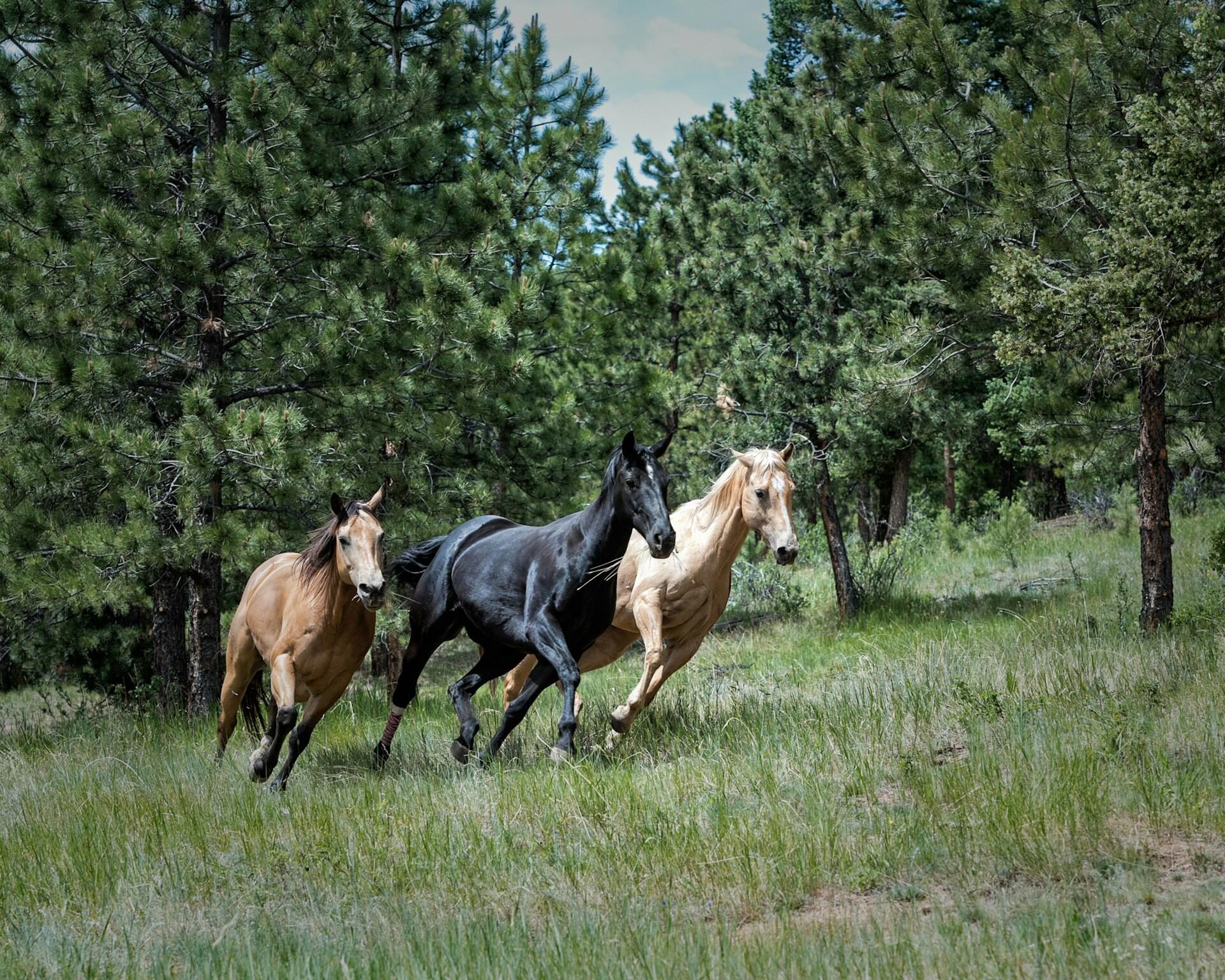 a black horse and two brown horses running through a forest